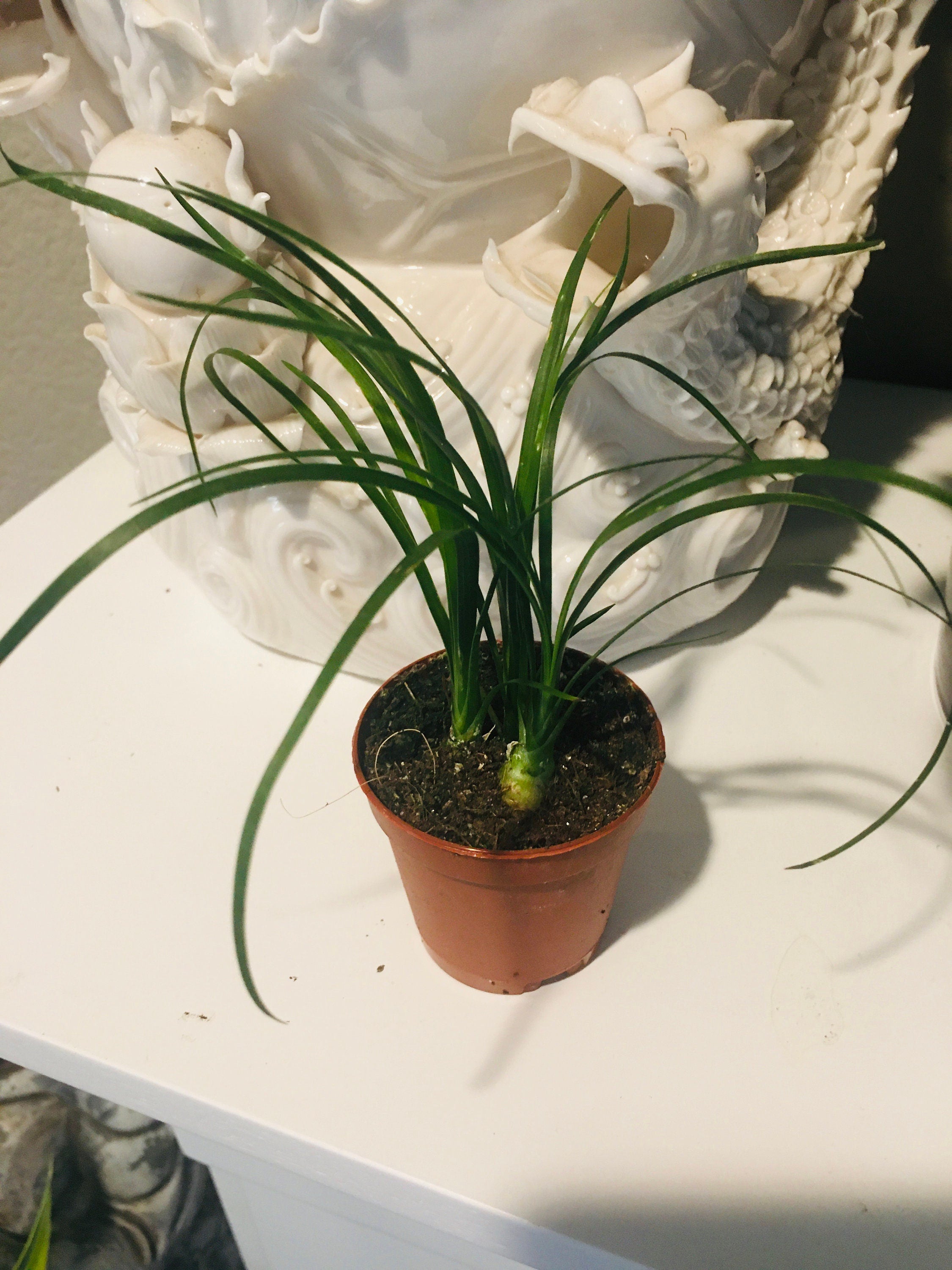 Pony Tail Palm - great for bonsai project -indoor or outdoor -low maintenance easy care-Beaucarnea recurvata -elephant foot palm