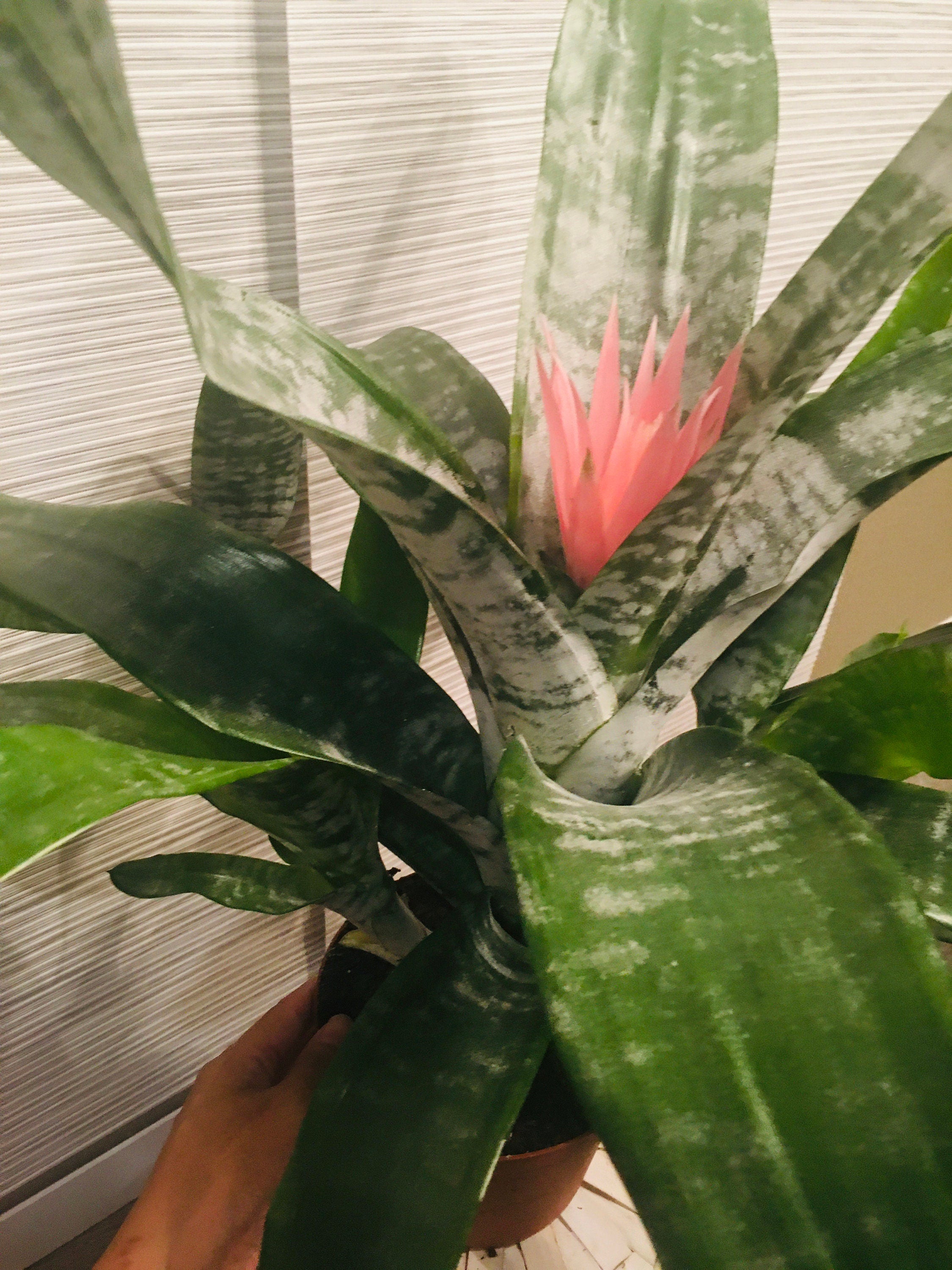 6" Large BROMELIAD –Aechmea Pink -Has Flower !