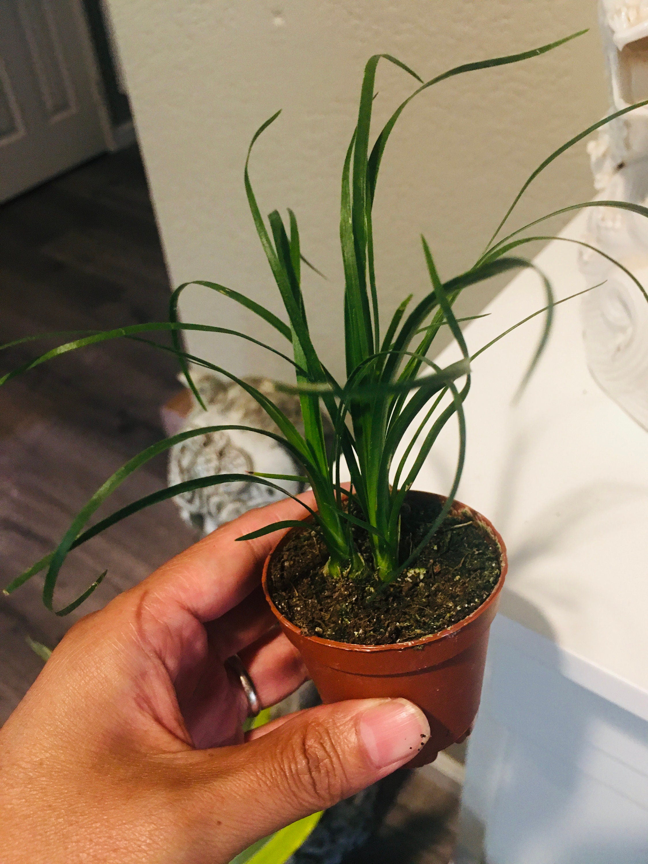 Pony Tail Palm - great for bonsai project -indoor or outdoor -low maintenance easy care-Beaucarnea recurvata -elephant foot palm