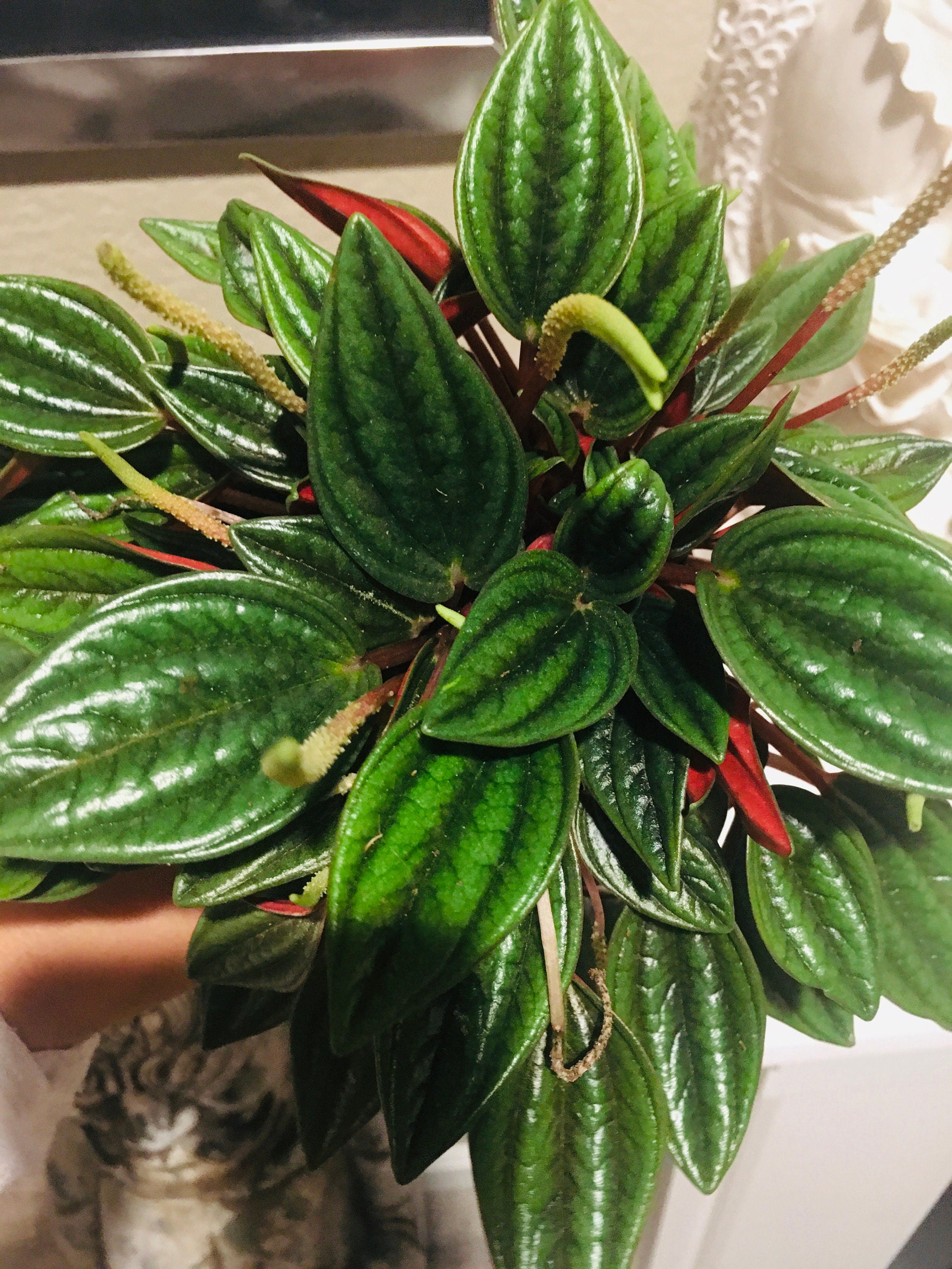 4 " Peperomia &