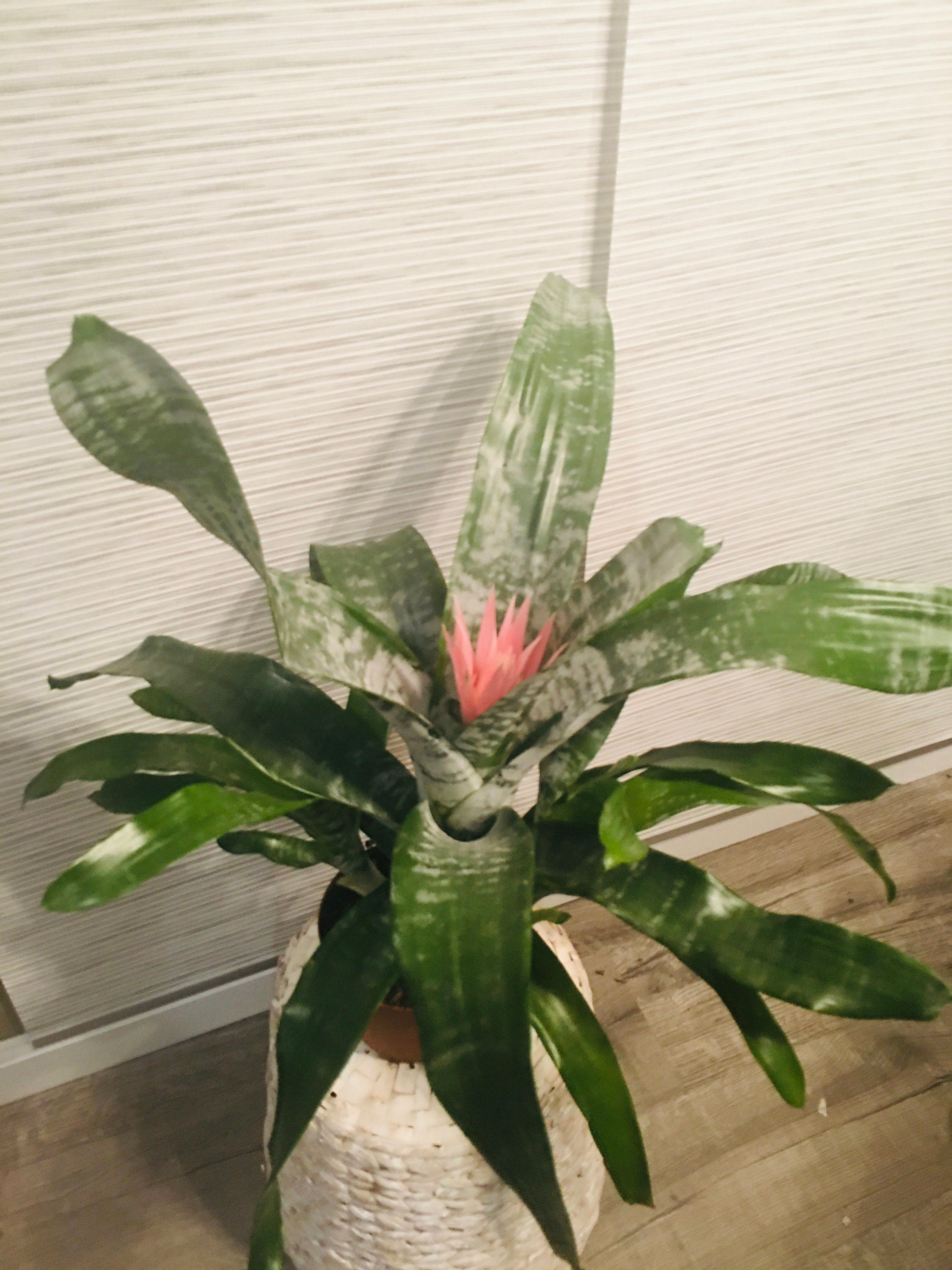6" Large BROMELIAD –Aechmea Pink -Has Flower !