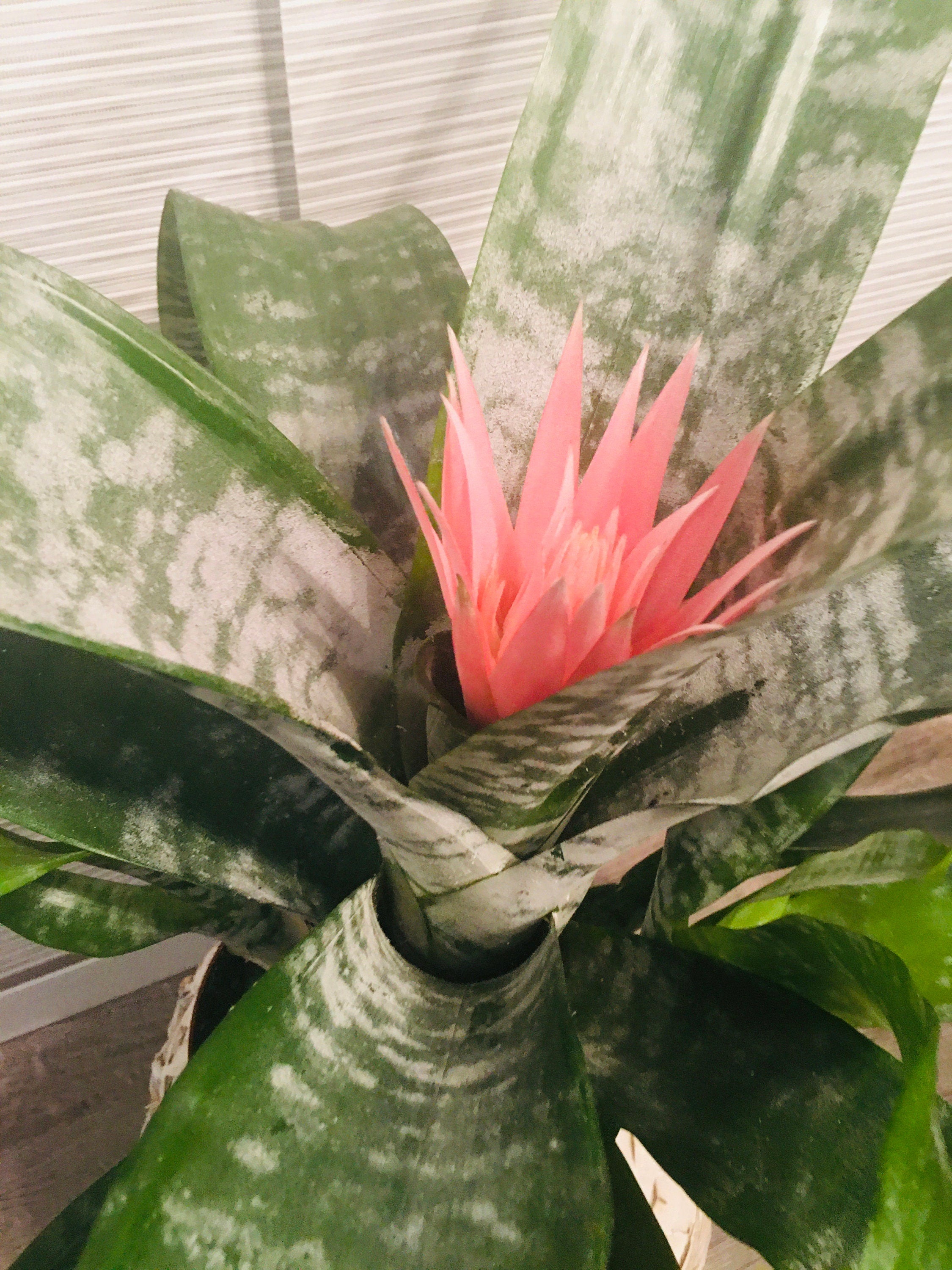 6" Large BROMELIAD –Aechmea Pink -Has Flower !