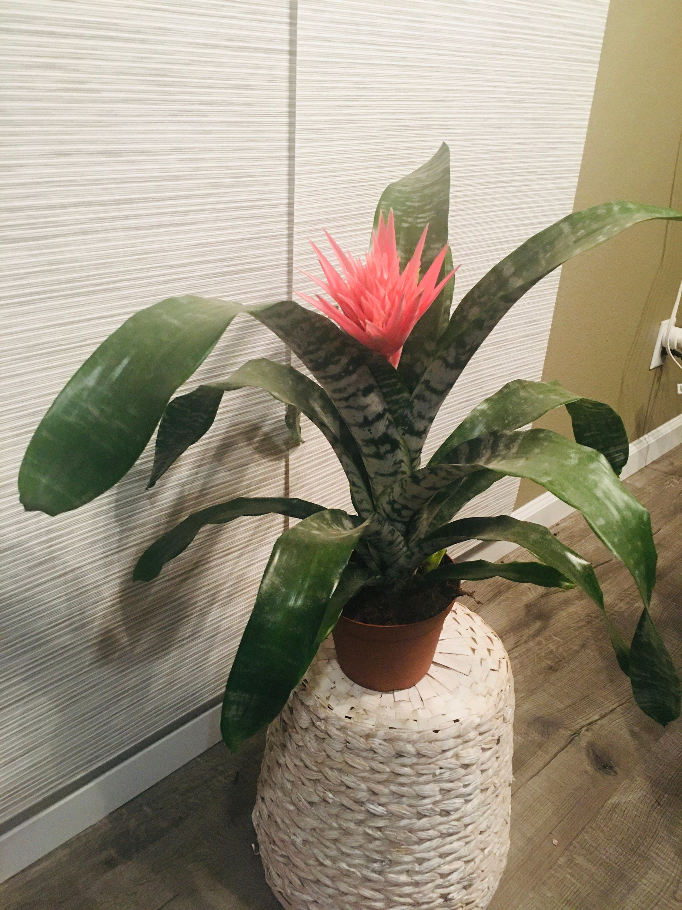 6" Large BROMELIAD –Aechmea Pink -Has Flower !