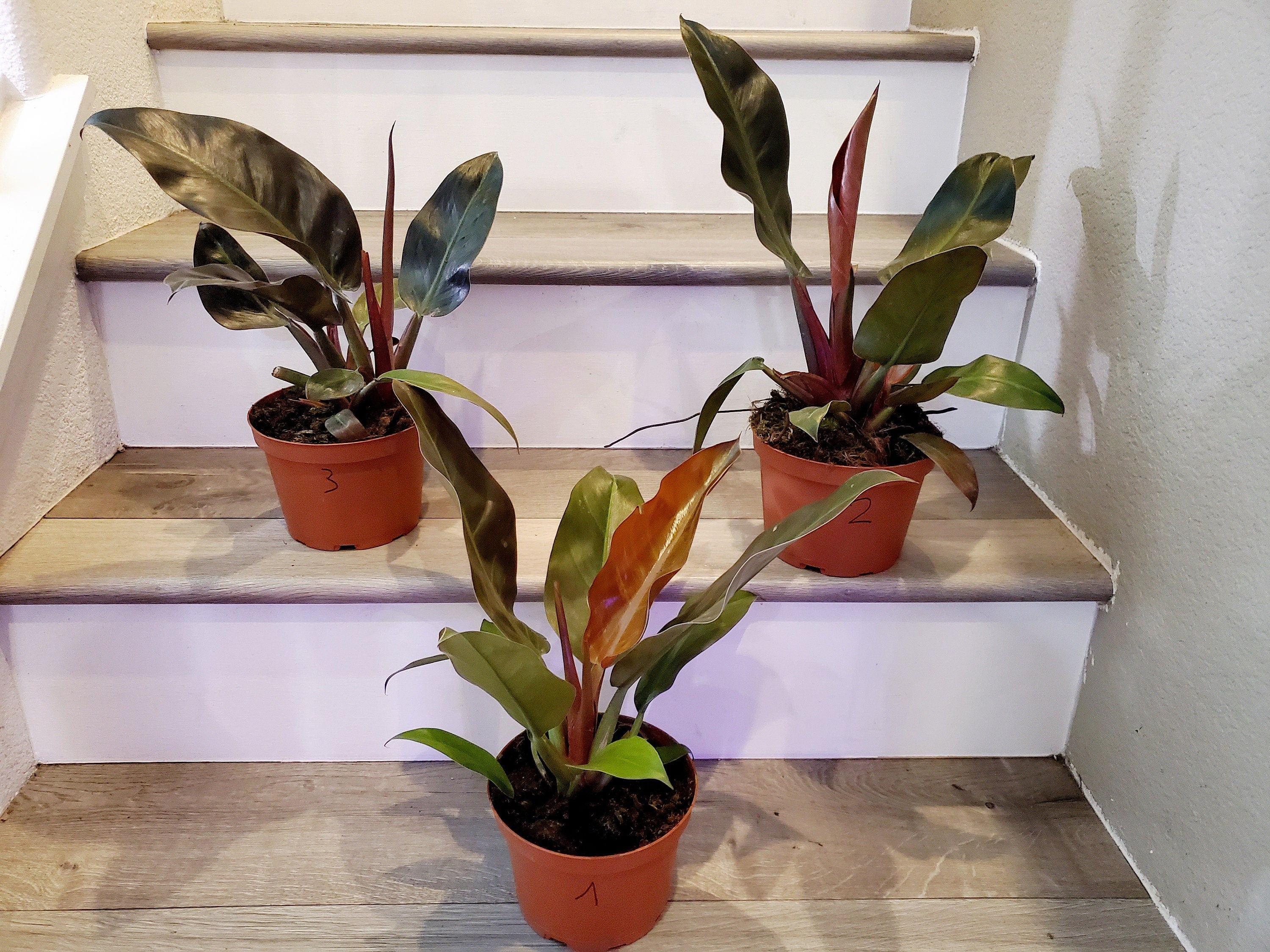 1 ft tall - Philodendron imperial red in 6 inch growers pot- live Plant , hard to find
