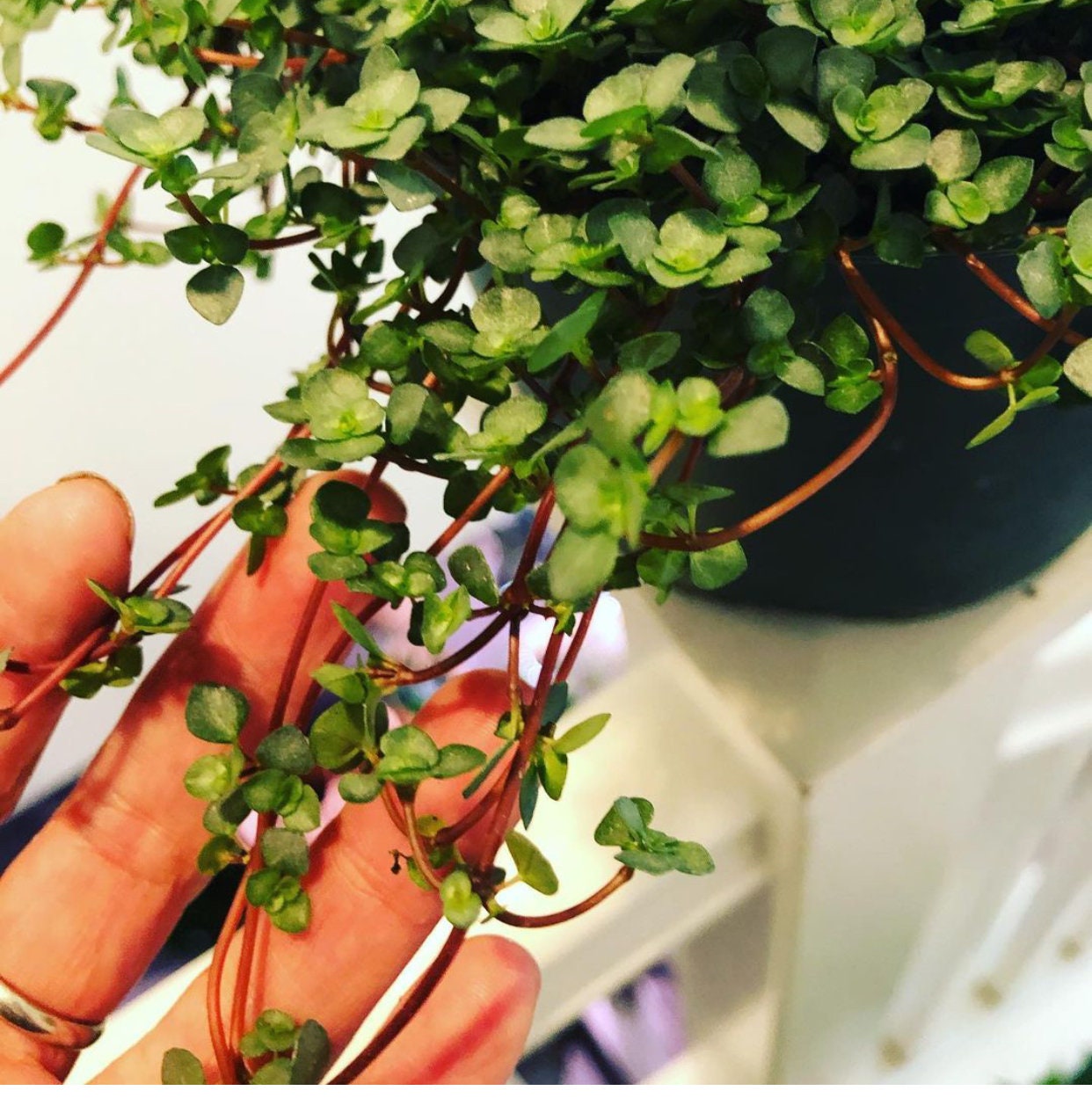 XLarge 6 inch hanging pot- Pilea glauca Aquamarin-easy care, indoor , outdoor, terrarium-Pilea Glauca Aquamarine Dark Silver Baby Tears