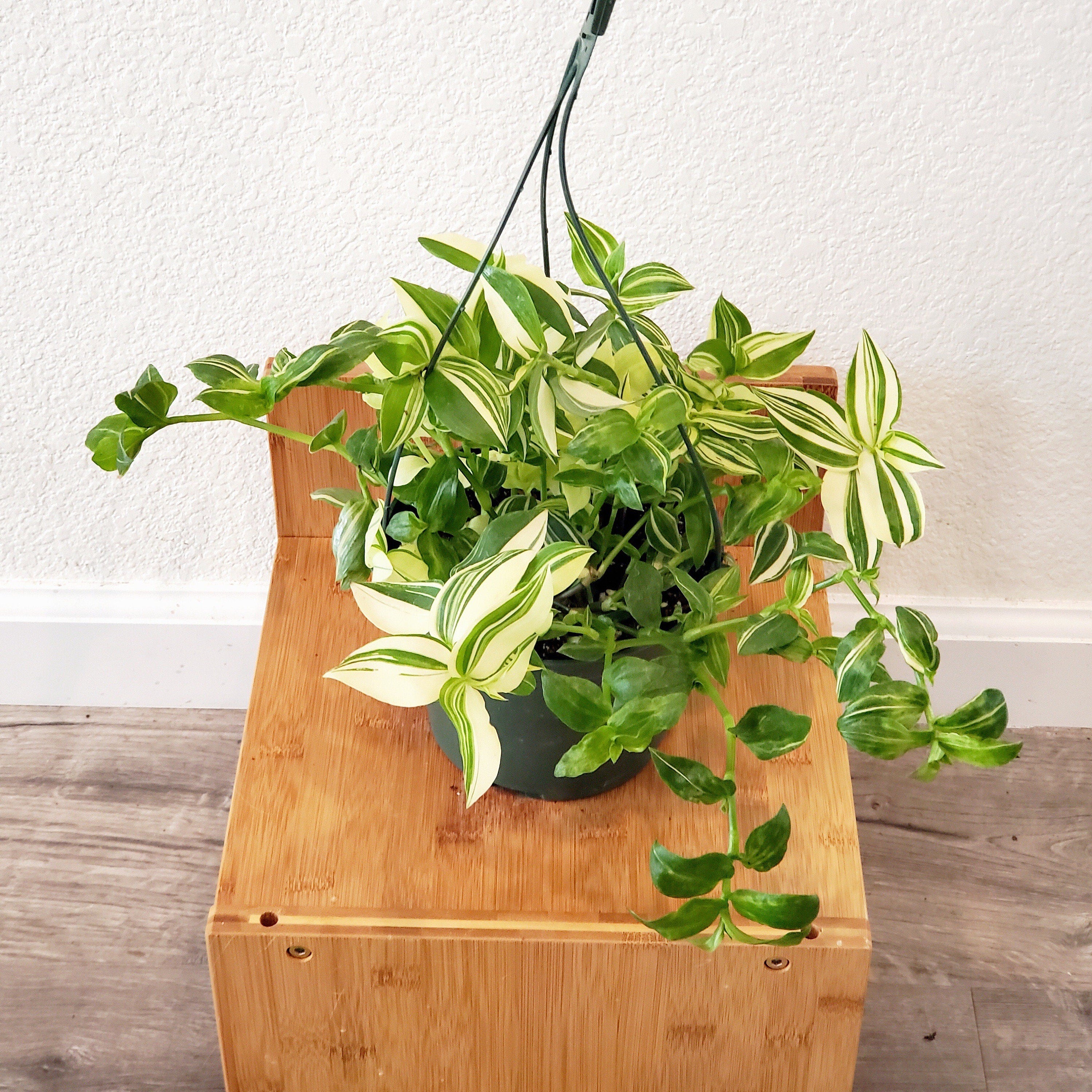 X Large 6 inch pot live plant -Tradescantia Fluminensis (Auereovariegata) yellow zebra