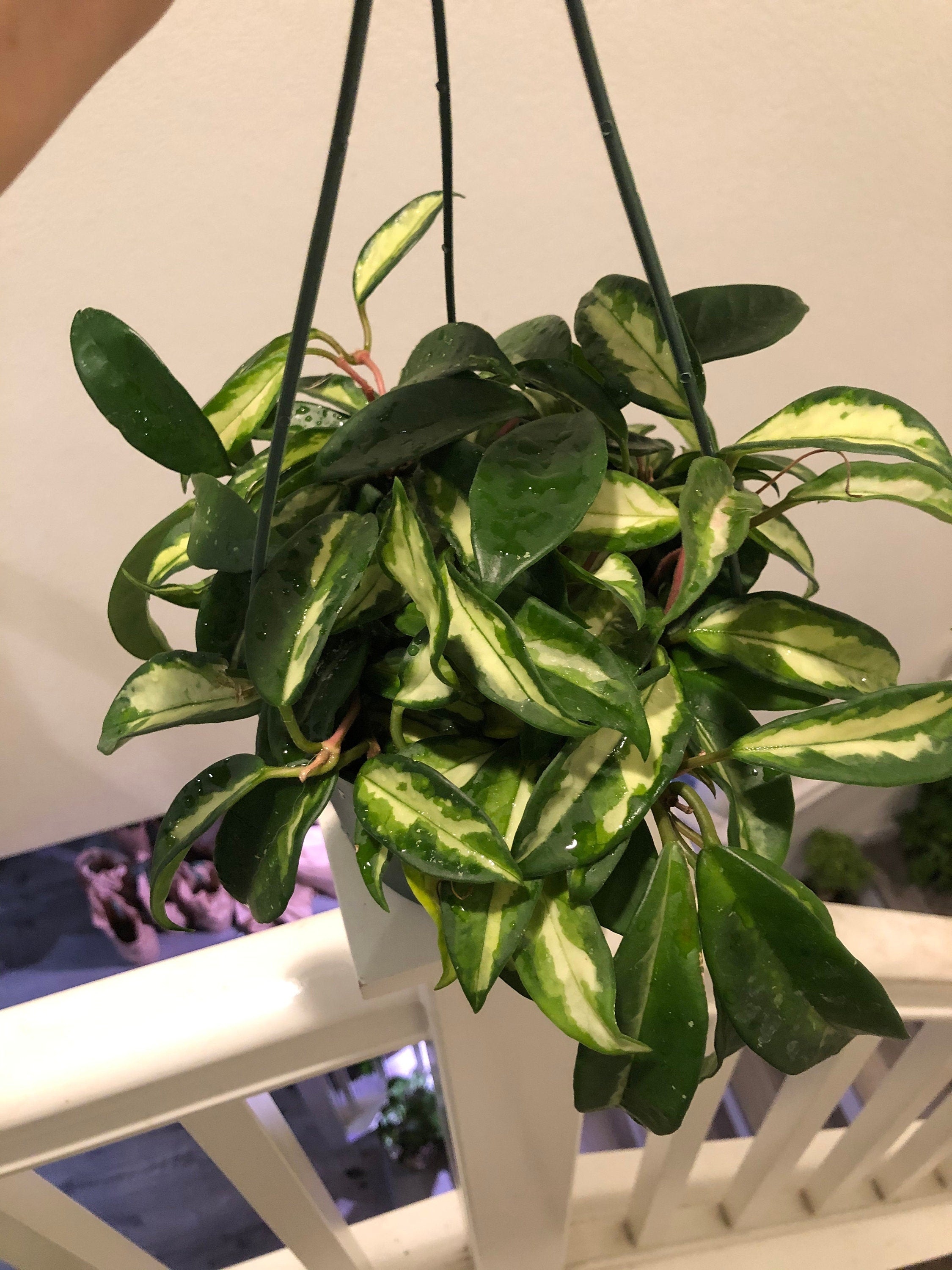 6 Inch pot extra full- Hoya Krimson Princess, Hoya Carnosa -Variegated