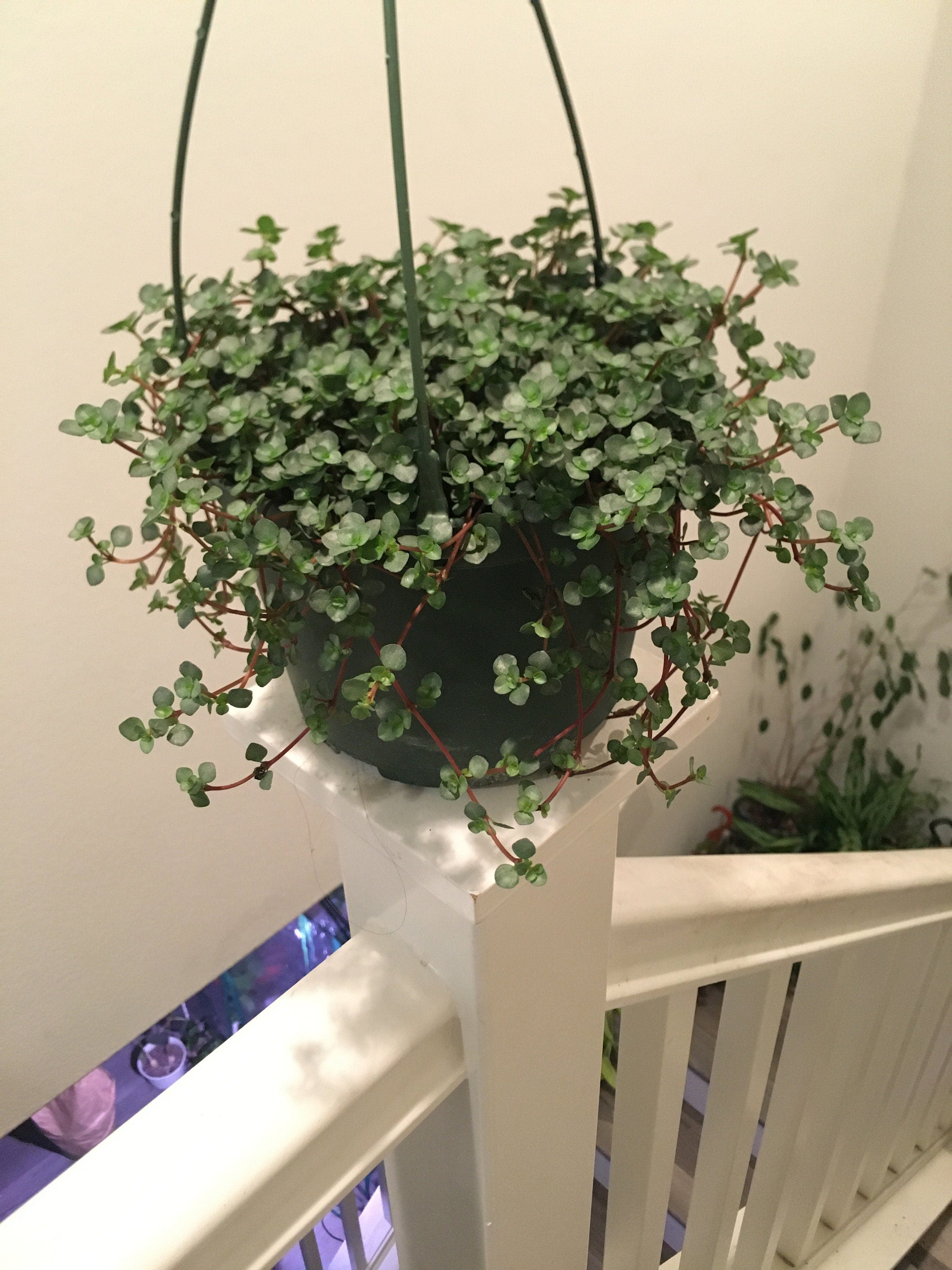 XLarge 6 inch hanging pot- Pilea glauca Aquamarin-easy care, indoor , outdoor, terrarium-Pilea Glauca Aquamarine Dark Silver Baby Tears