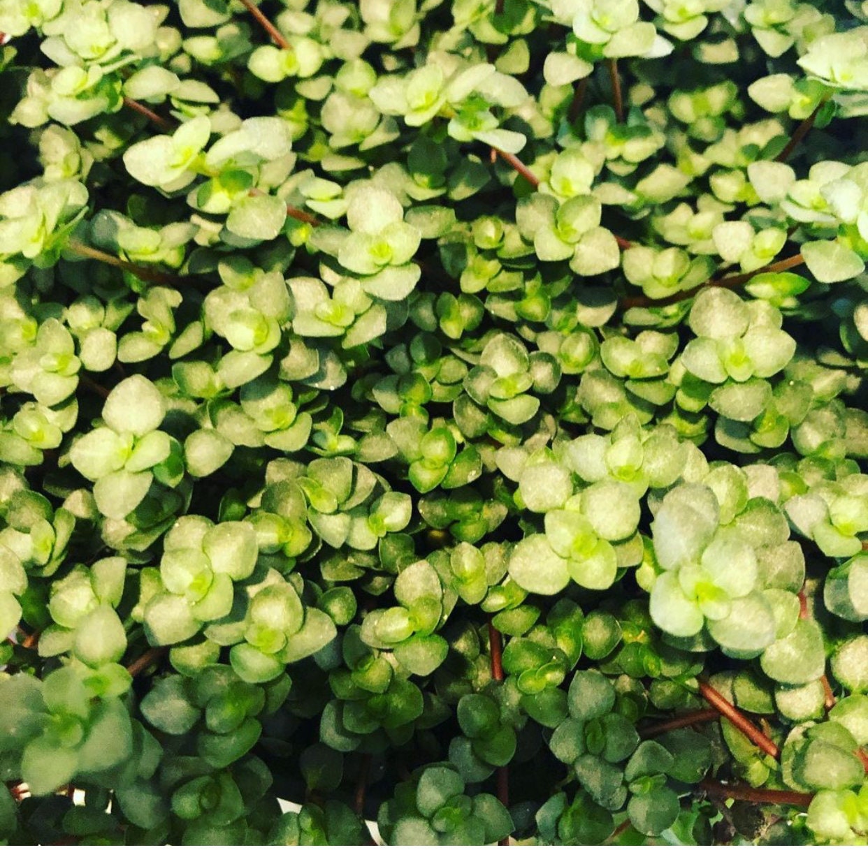 XLarge 6 inch hanging pot- Pilea glauca Aquamarin-easy care, indoor , outdoor, terrarium-Pilea Glauca Aquamarine Dark Silver Baby Tears