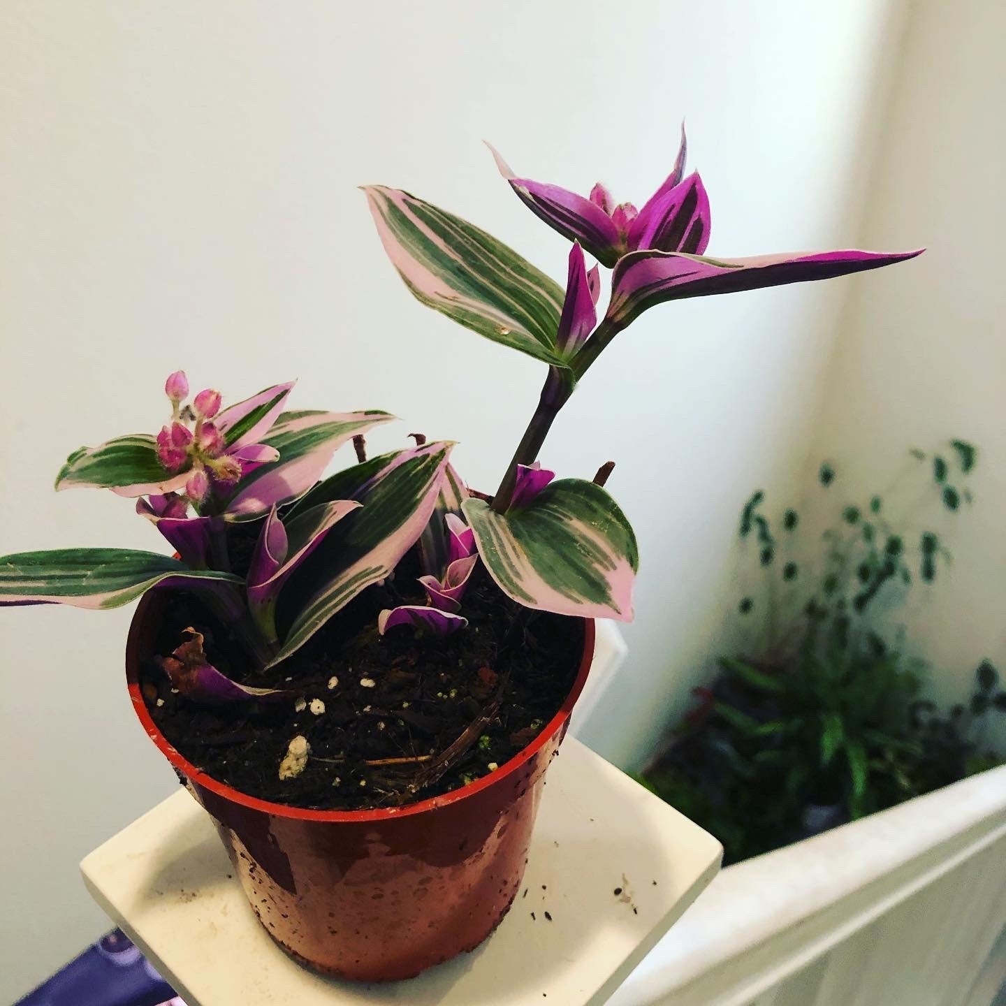 4 inch pot live plant -Tradescantia Nanouk| Rare Lavender Succulent