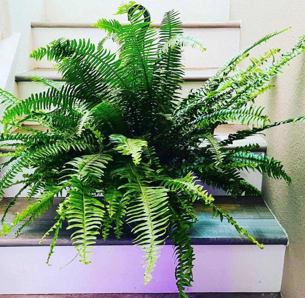 XXL -3ft wide in 8 pot -Kimberly queen fern (Nephrolepis obliterata) , Outdoor Air Purifier-low light - bathroom plant-hard to find