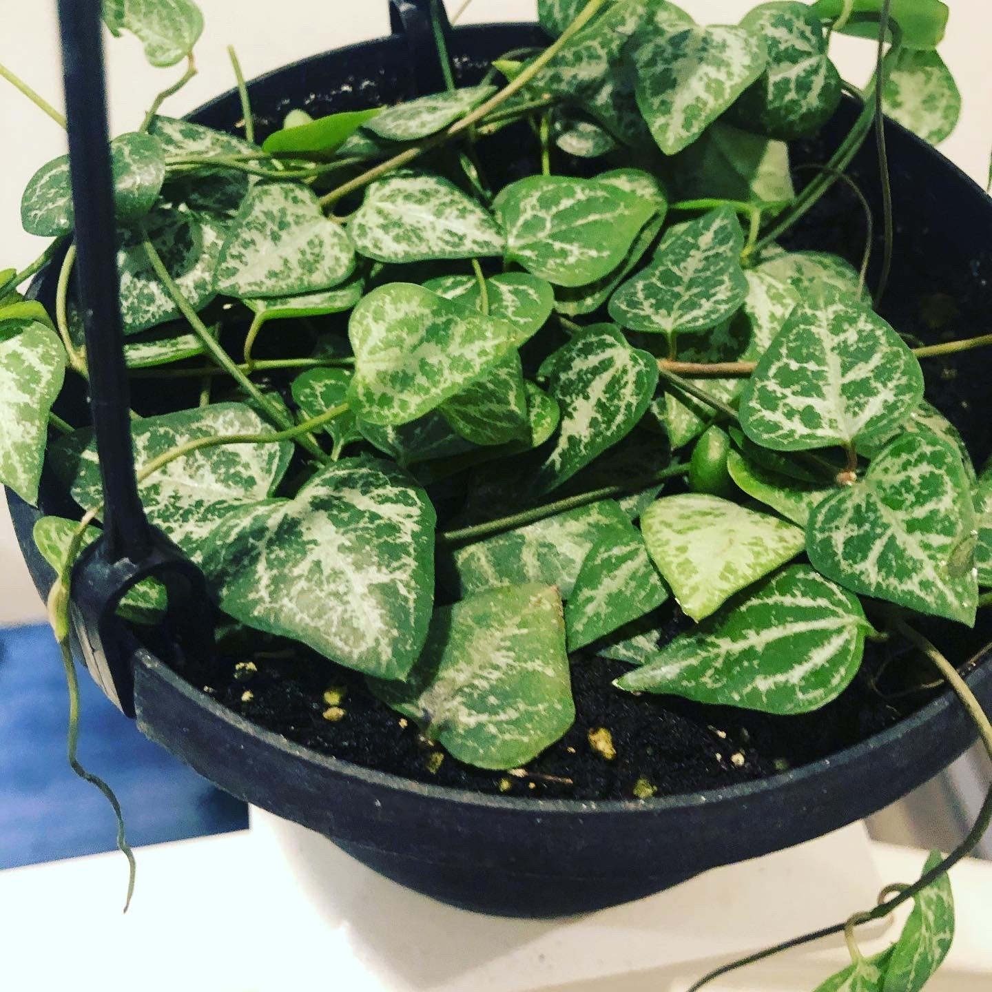 6 inch potted live plant- String of Arrows - Ceropegia Woodii