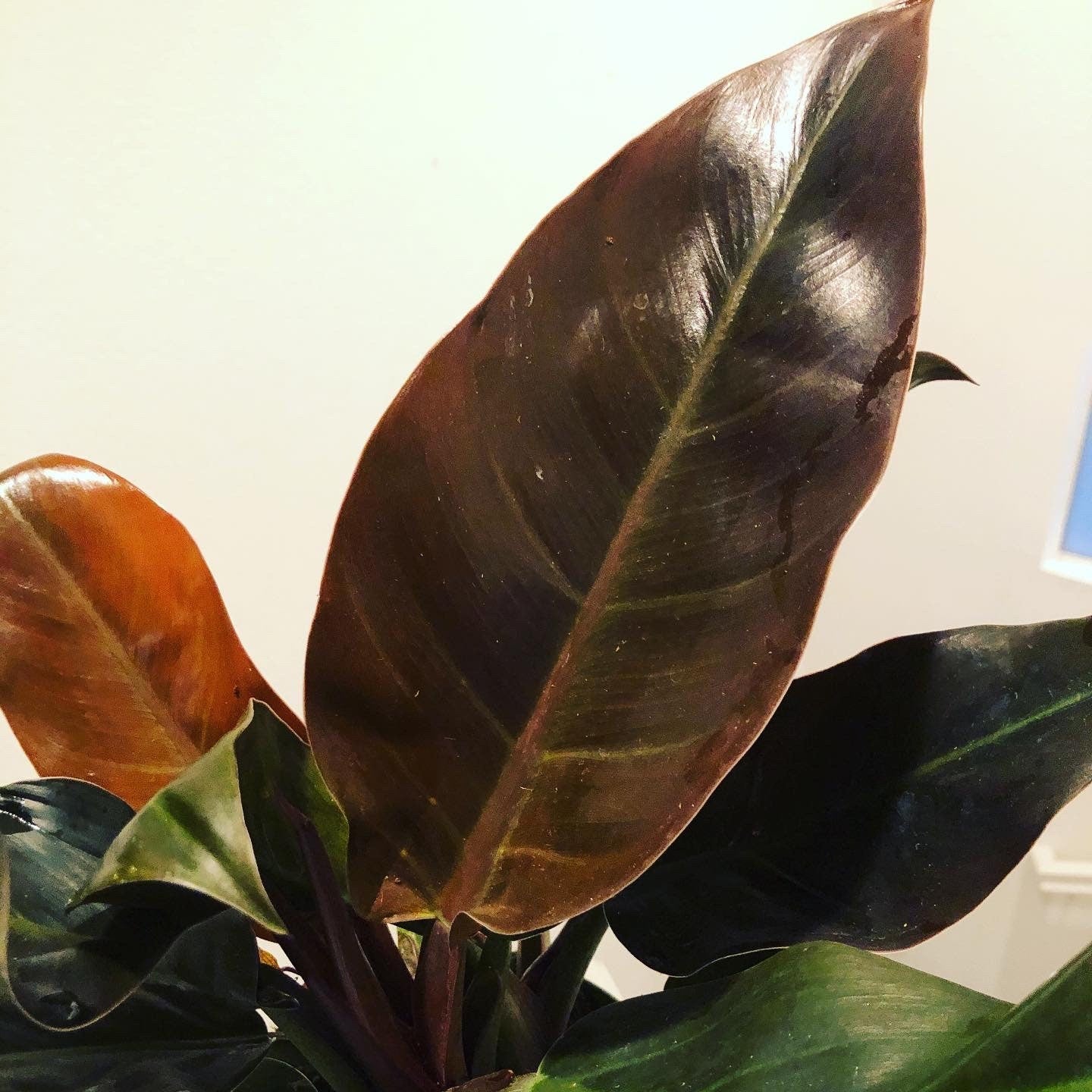 1 ft tall - Philodendron imperial red in 6 inch growers pot- live Plant , hard to find