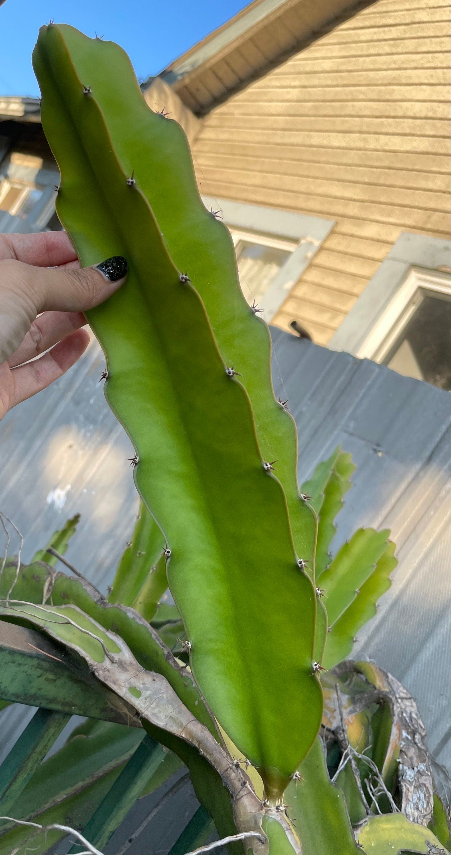 12 inch cutting white flesh dragon fruit-organic -actual fruit is pictured -will be able to fruit -self pollinating-large fruit-sweet