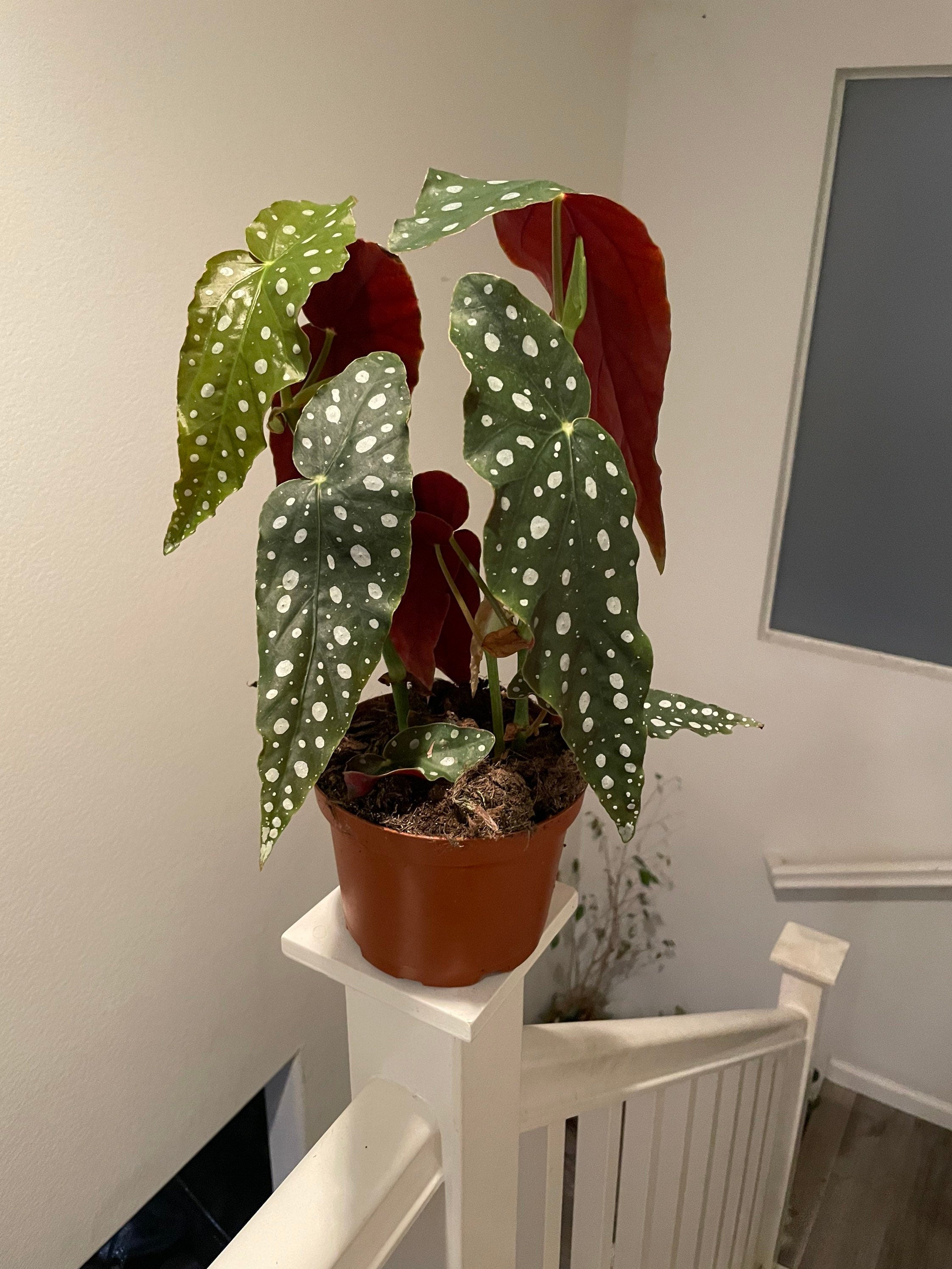 1ft tall 6 inch potted live plant -Begonia Maculata-Begonia Wightii |Spotted Begonia