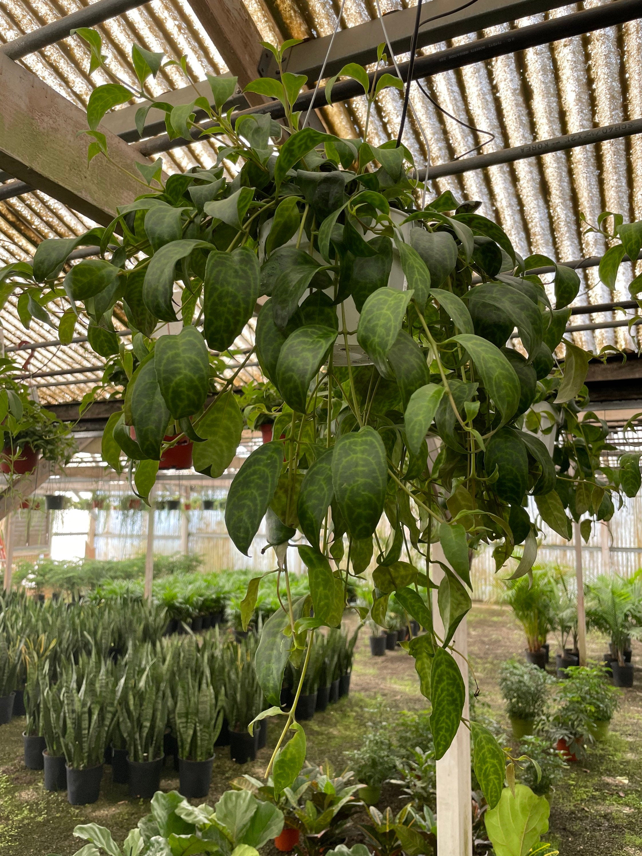 Hard to Find -6" Black Pagoda Lipstick plant trailing