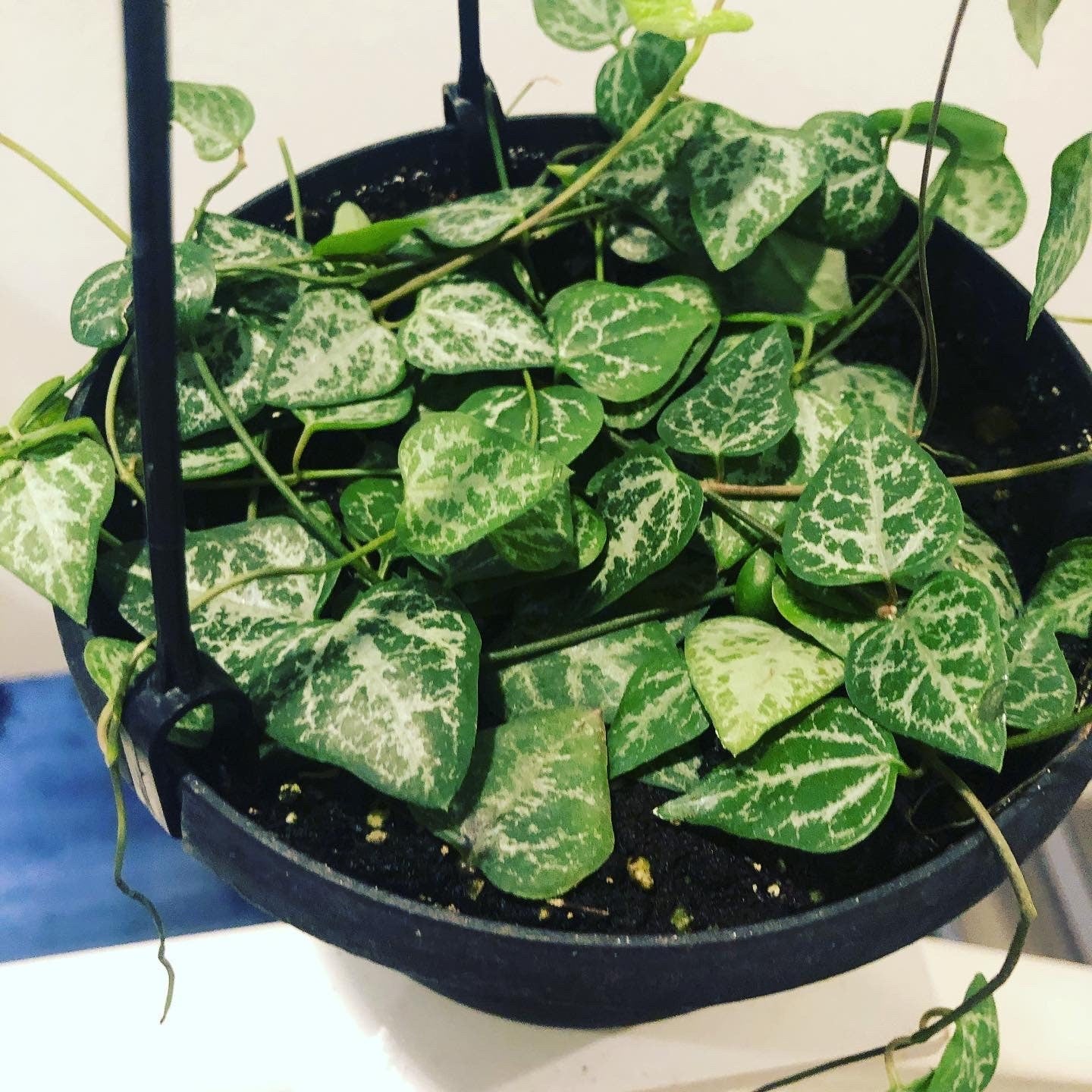 6 inch potted live plant- String of Arrows - Ceropegia Woodii