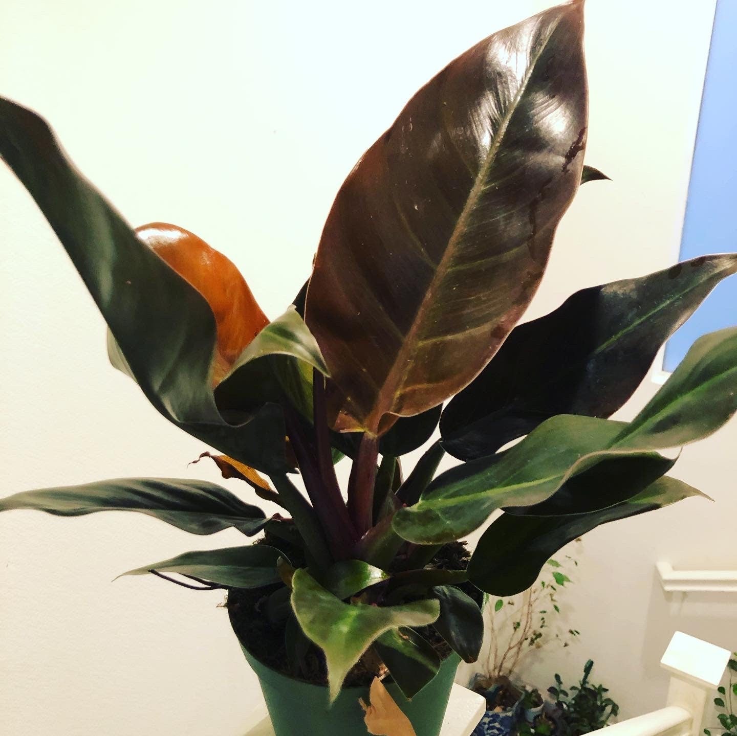 1 ft tall - Philodendron imperial red in 6 inch growers pot- live Plant , hard to find