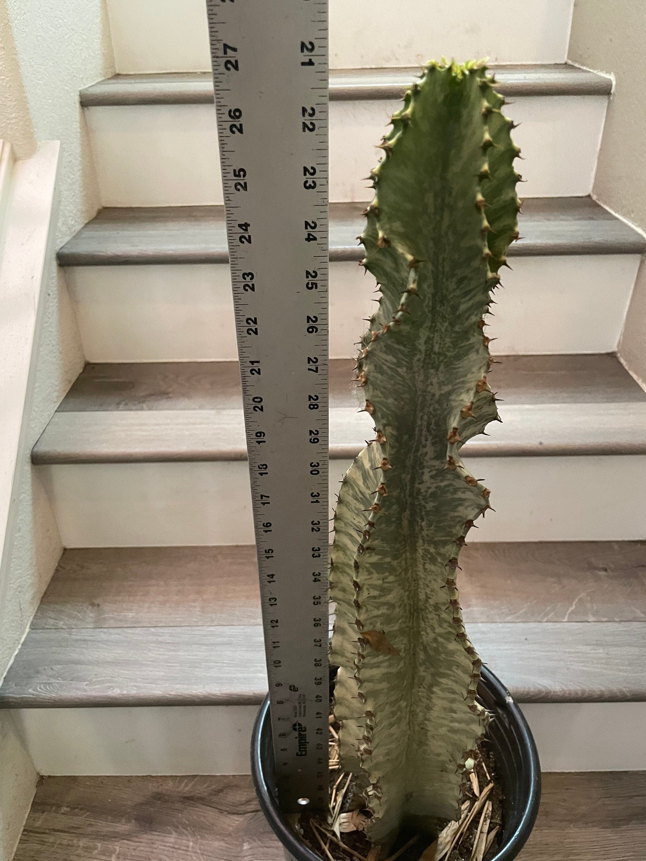 Xtra Large -3 ft -Euphorbia ammak-African Candelabr—ships bare root -not exact plant similar-well rooted