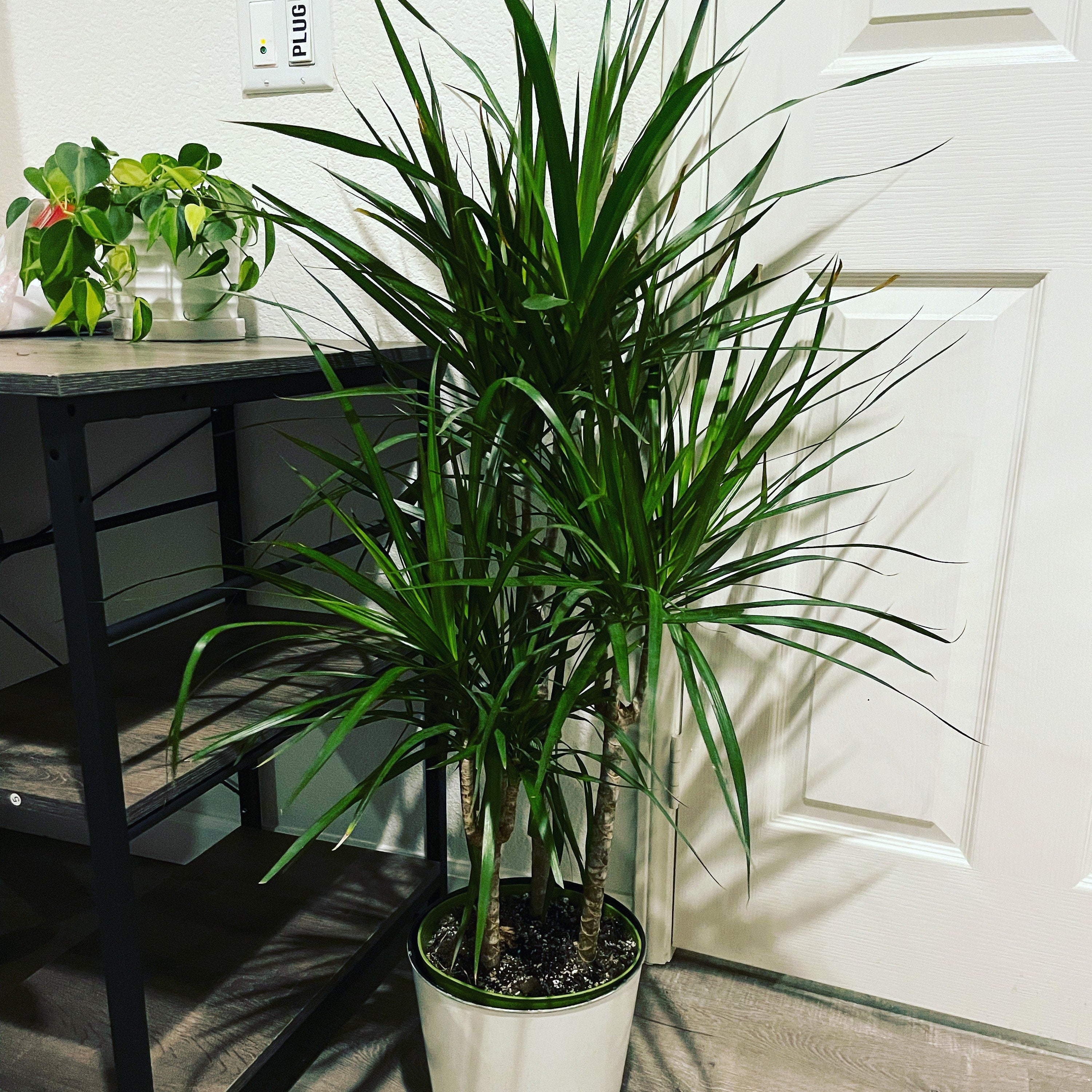 3-4 ft live plant -Ships without growers pot-Dracaena marginata-Madagascar Dragon Tree-Indoor or outdoor -air purifier-easy care