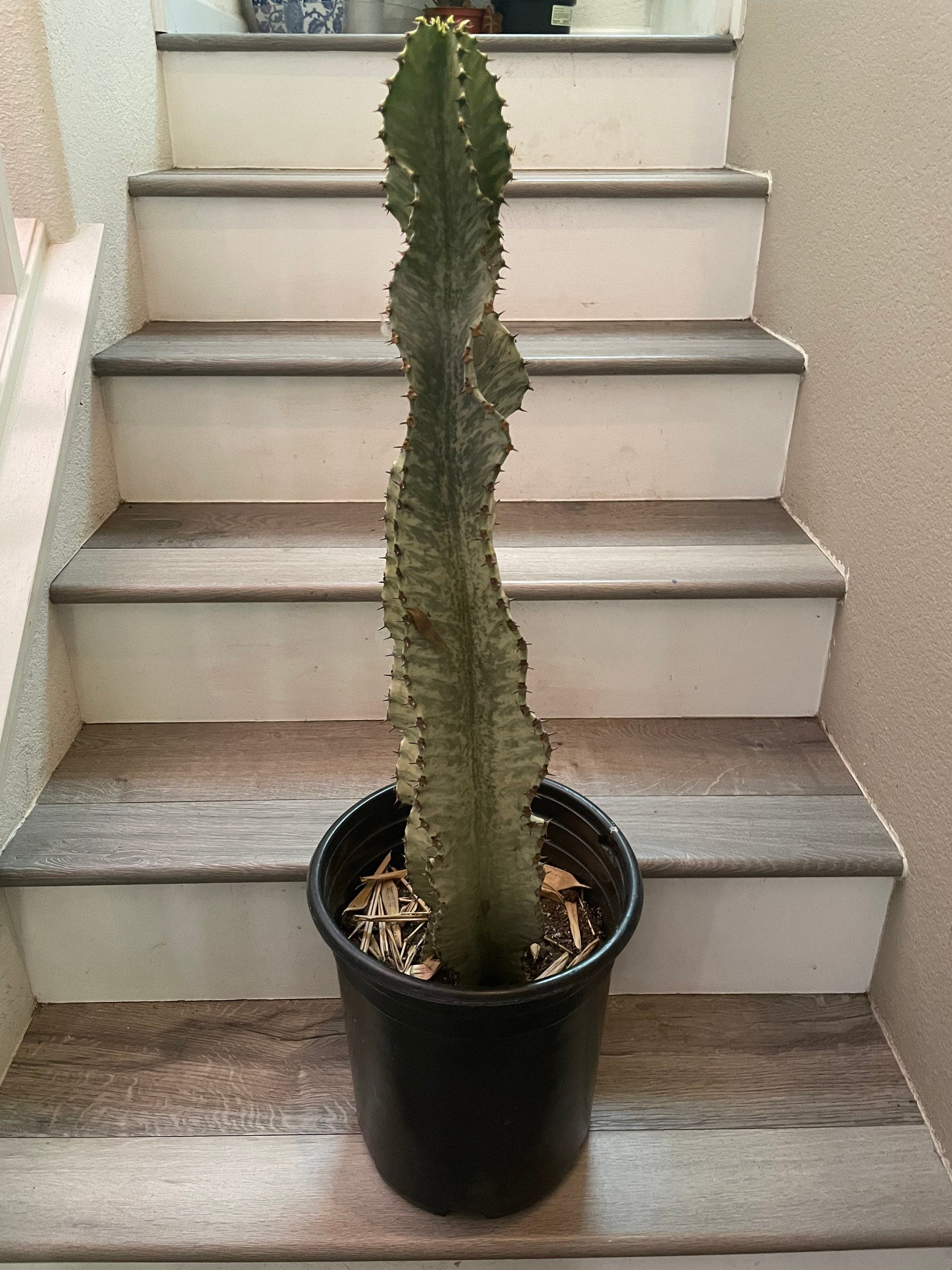 Xtra Large -3 ft -Euphorbia ammak-African Candelabr—ships bare root -not exact plant similar-well rooted