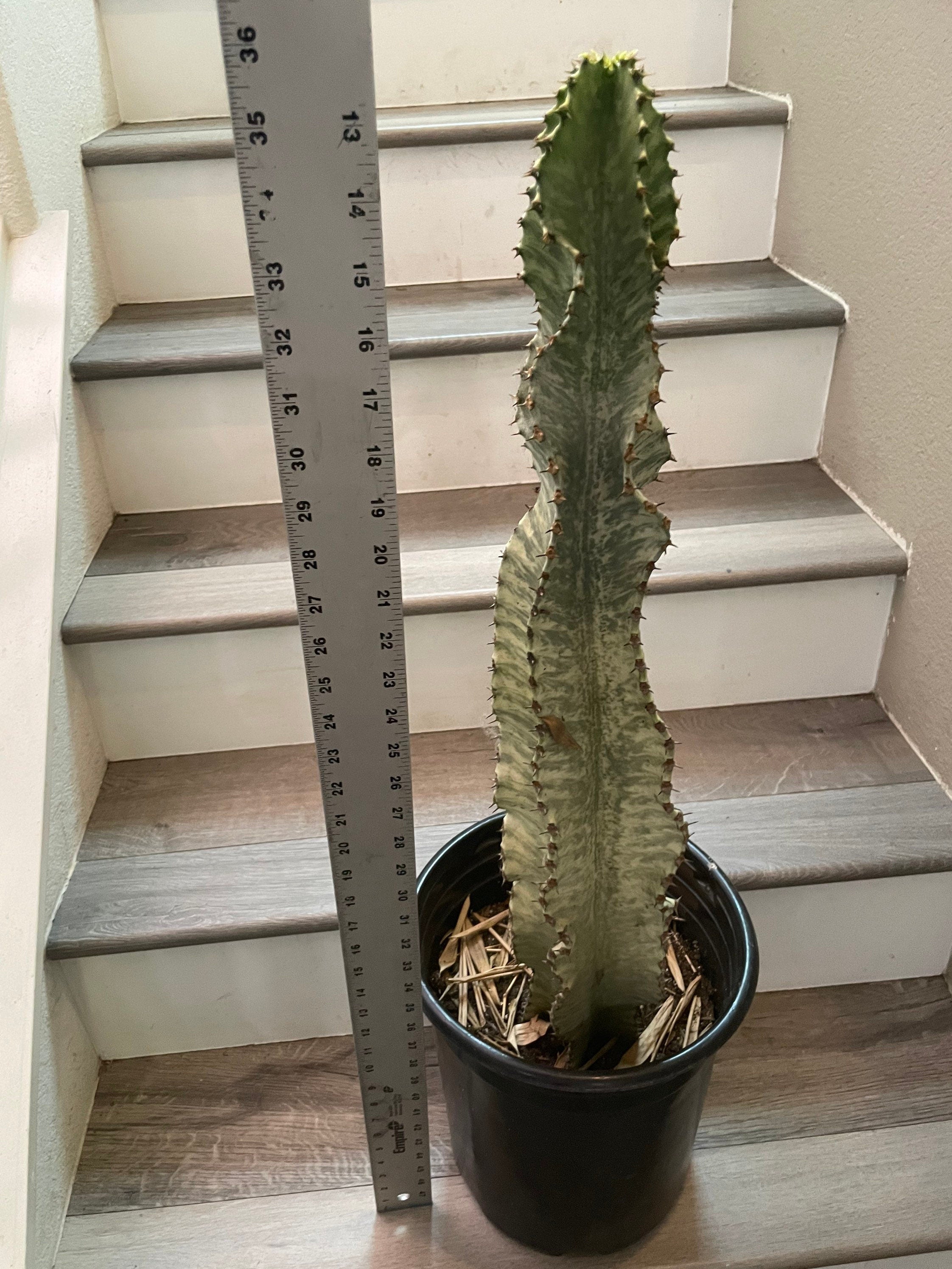 Xtra Large -3 ft -Euphorbia ammak-African Candelabr—ships bare root -not exact plant similar-well rooted