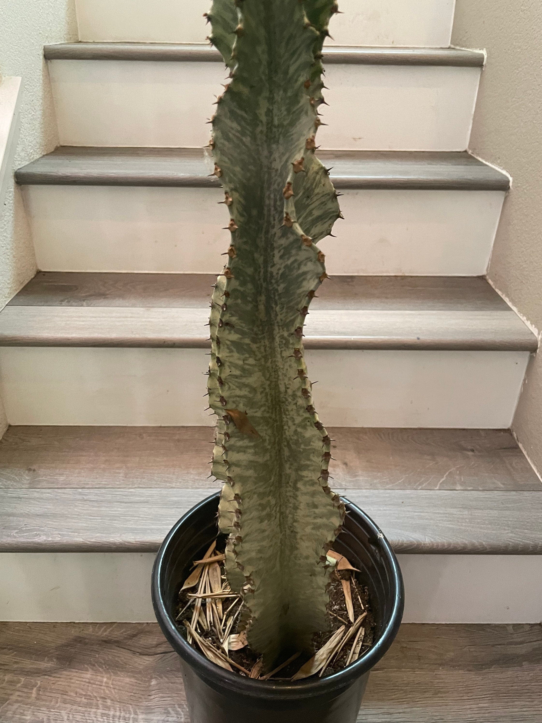 Xtra Large -3 ft -Euphorbia ammak-African Candelabr—ships bare root -not exact plant similar-well rooted