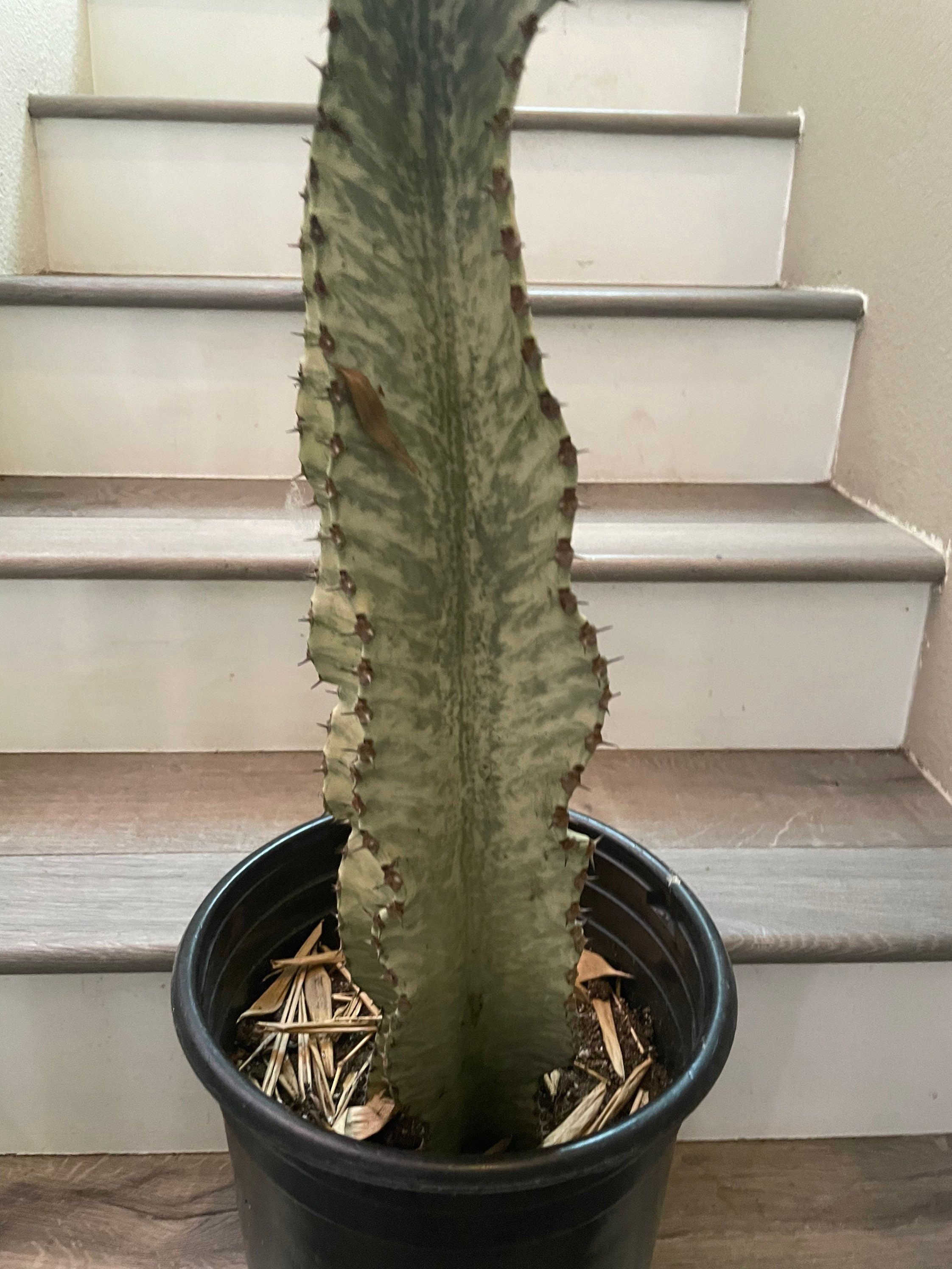 Xtra Large -3 ft -Euphorbia ammak-African Candelabr—ships bare root -not exact plant similar-well rooted
