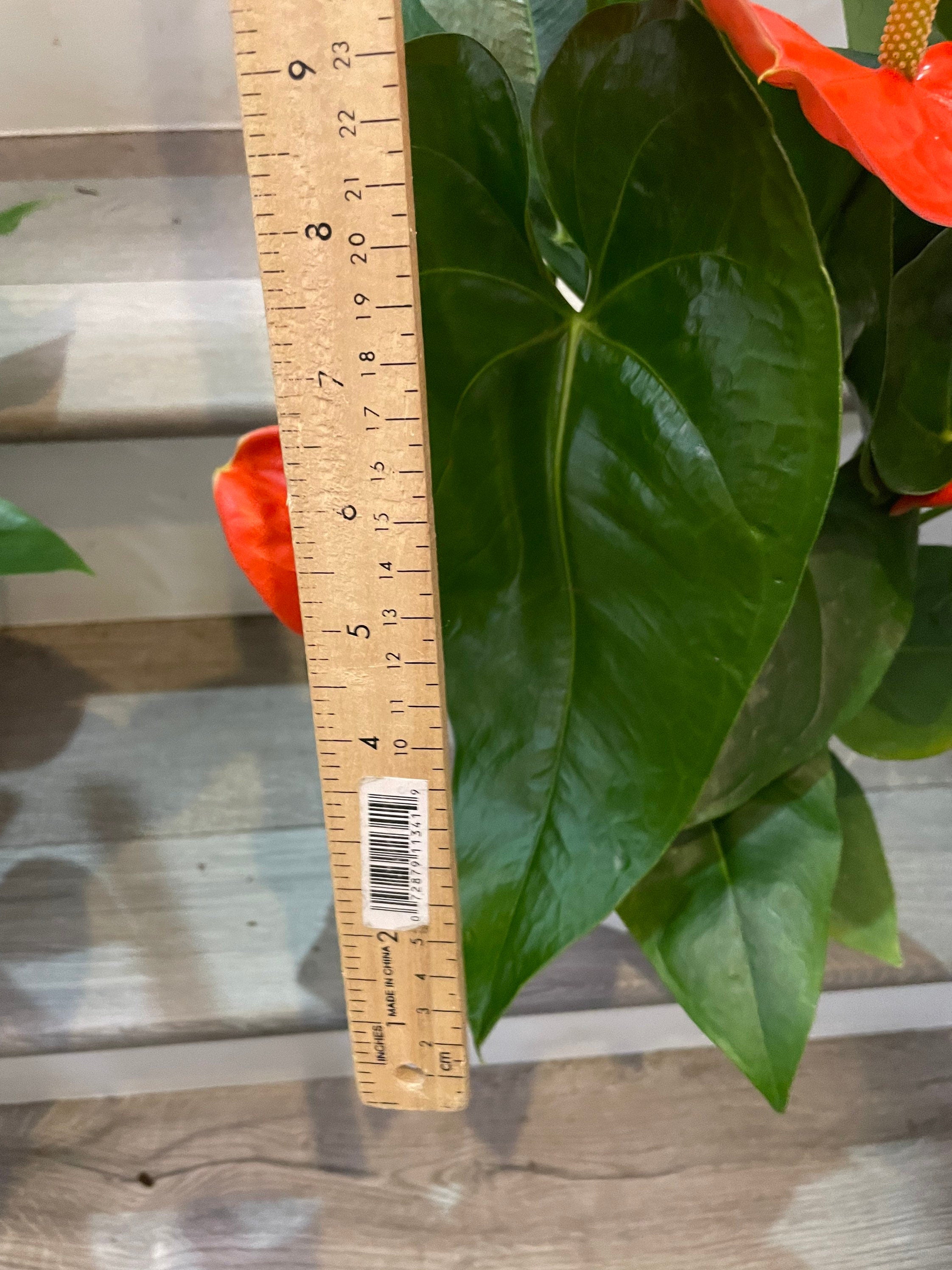 Xtra Large 1.5 ft to 2ft tall -6 inch pot - Neon Orange Anthurium easy care, air purifier-large leaves , large blooms-Anthurium Nebraska