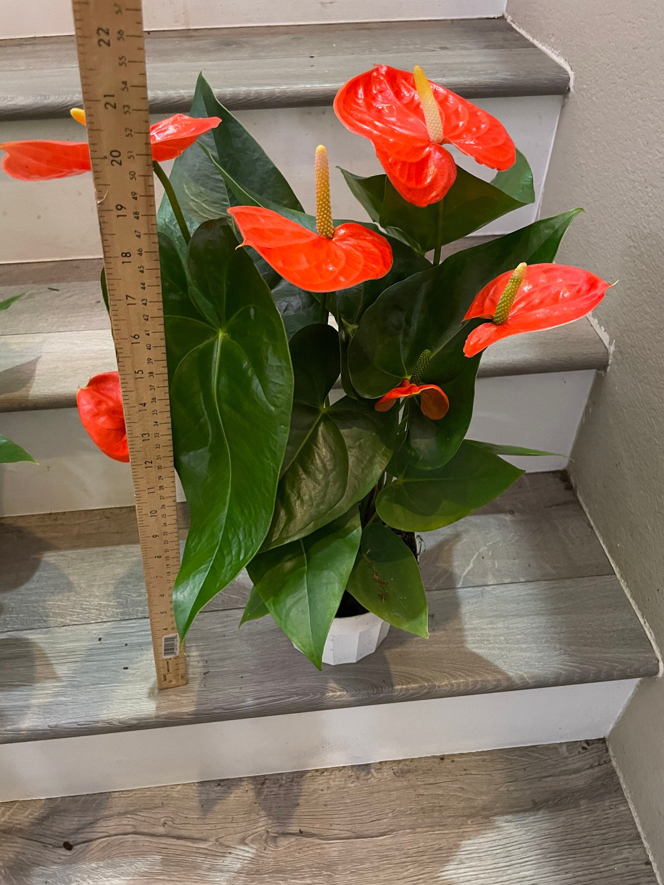 Xtra Large 1.5 ft to 2ft tall -6 inch pot - Neon Orange Anthurium easy care, air purifier-large leaves , large blooms-Anthurium Nebraska