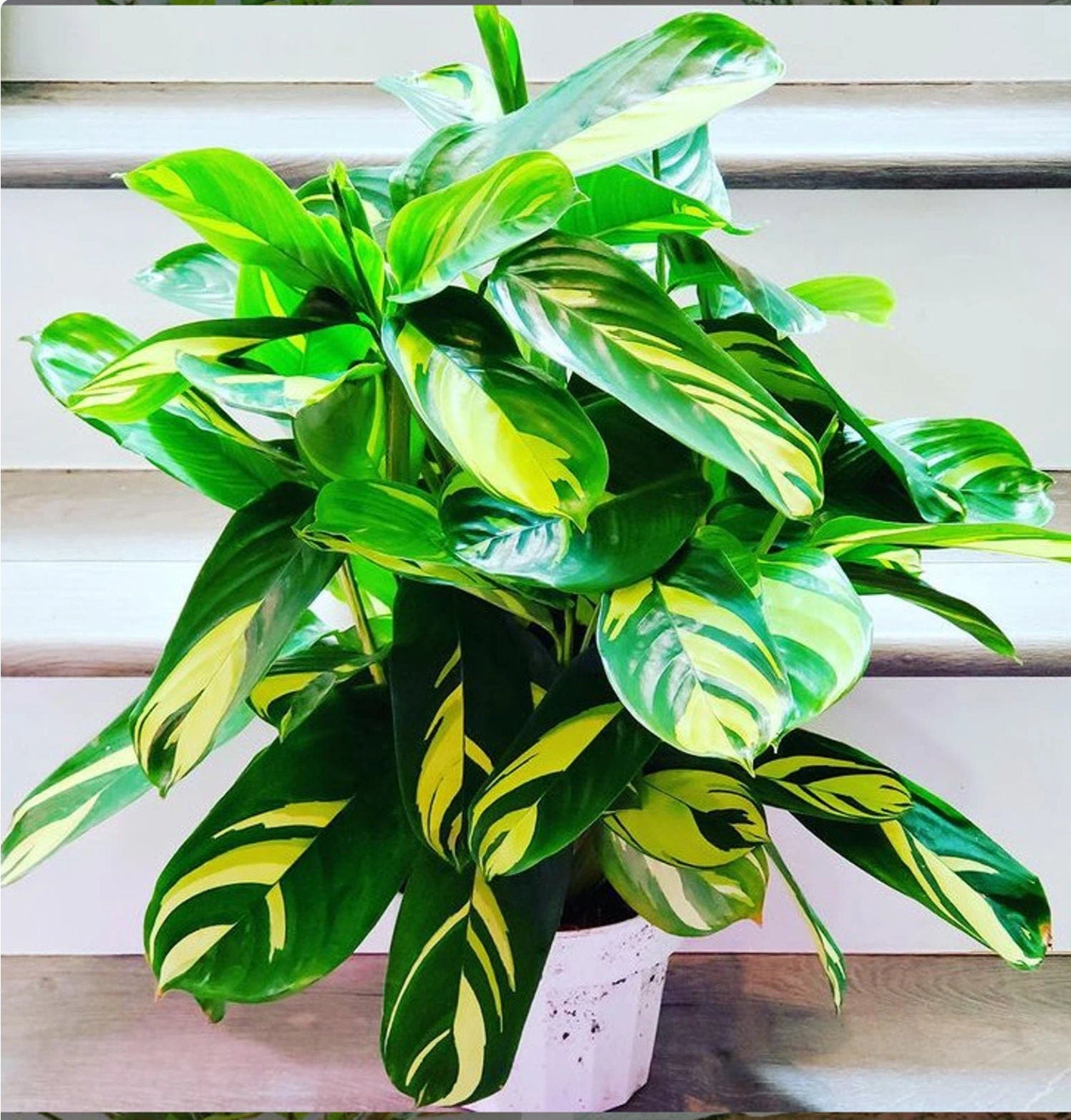 XXL -Lemon Lime” - Prayer Plant - grown in 6 inch pot ”-Ctenanthe lubbersian-never never plant-Not exact photo -currently about 2ft tall