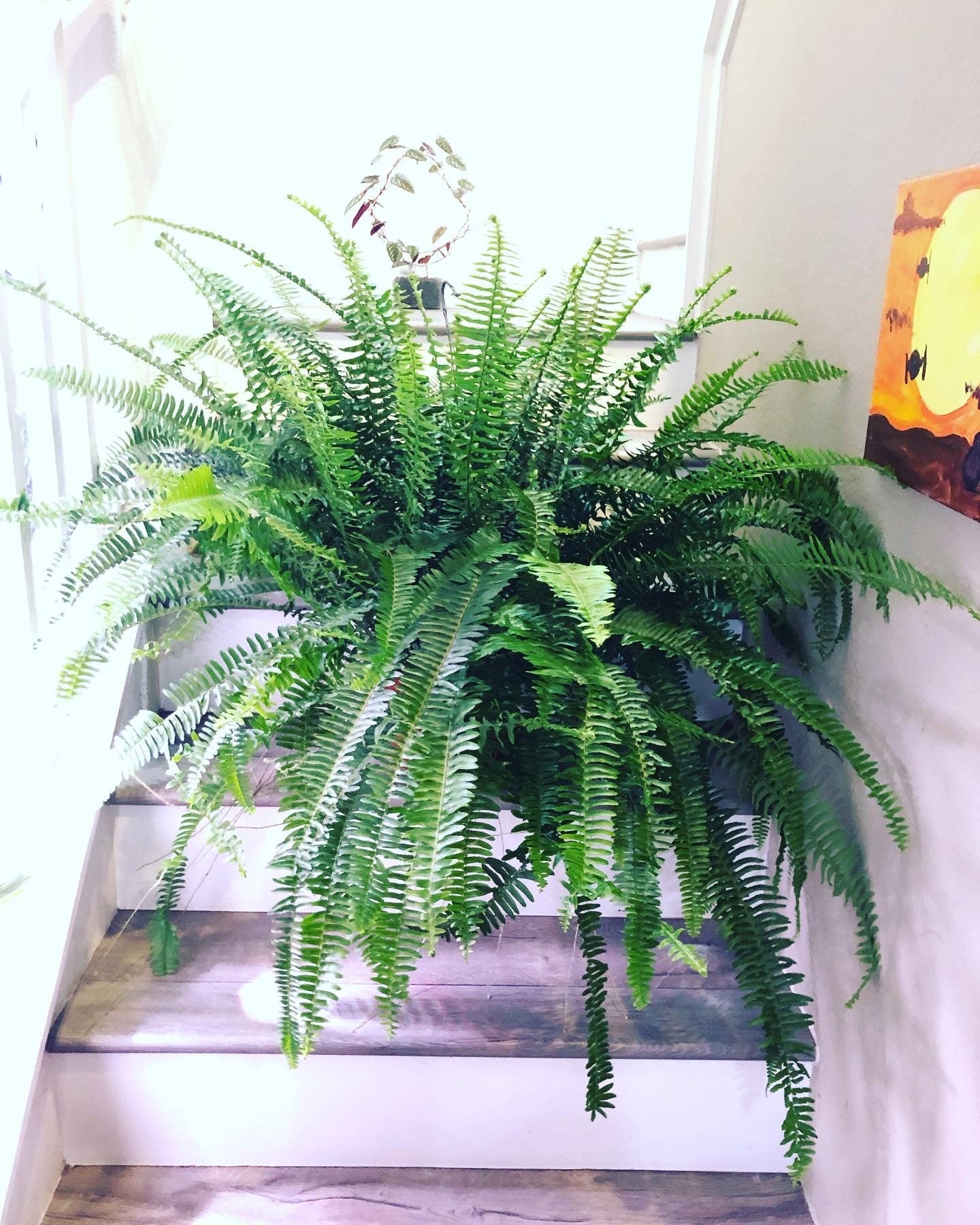 XXL -3ft wide in 8 pot -Kimberly queen fern (Nephrolepis obliterata) , Outdoor Air Purifier-low light - bathroom plant-hard to find