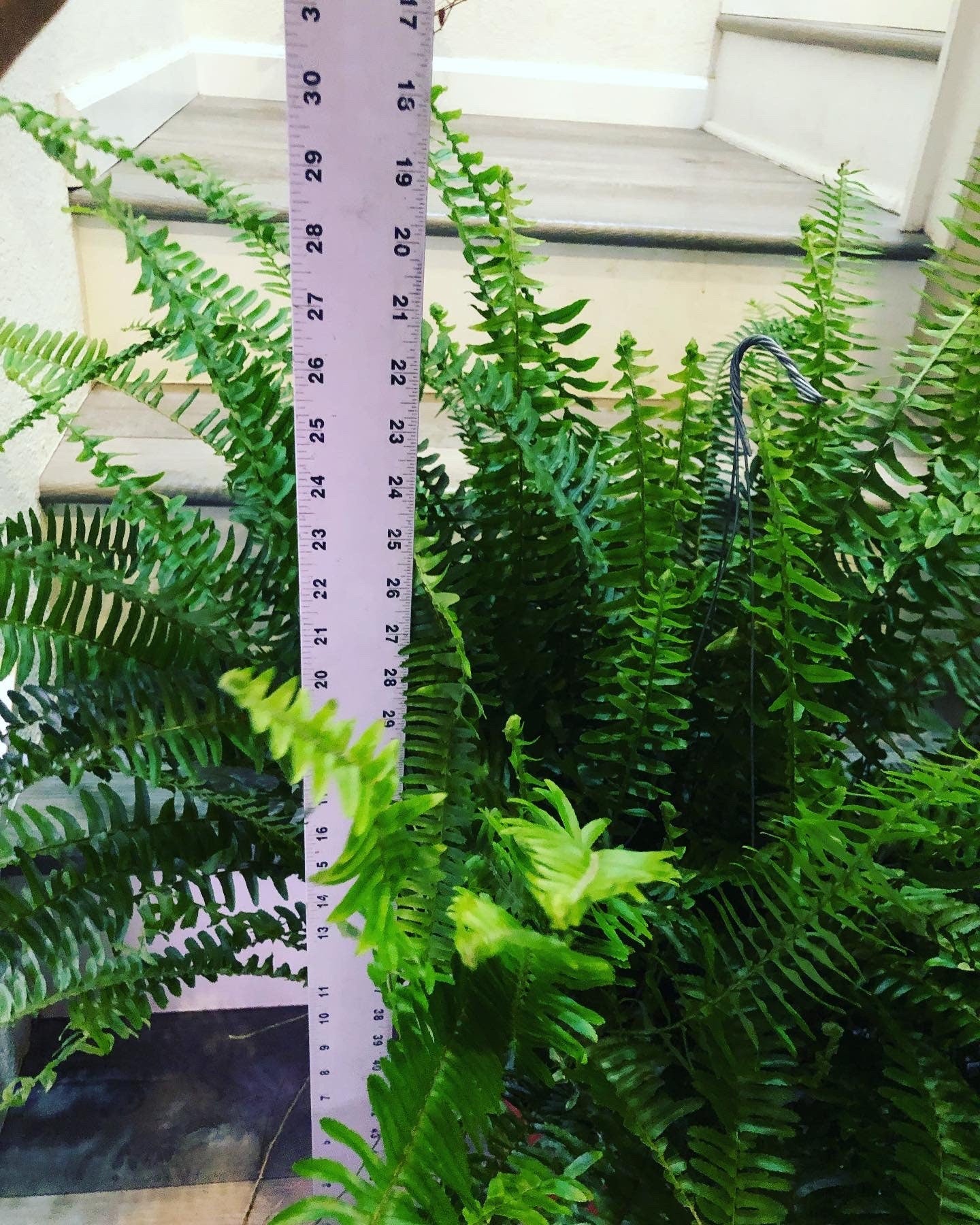 XXL -3ft wide in 8 pot -Kimberly queen fern (Nephrolepis obliterata) , Outdoor Air Purifier-low light - bathroom plant-hard to find