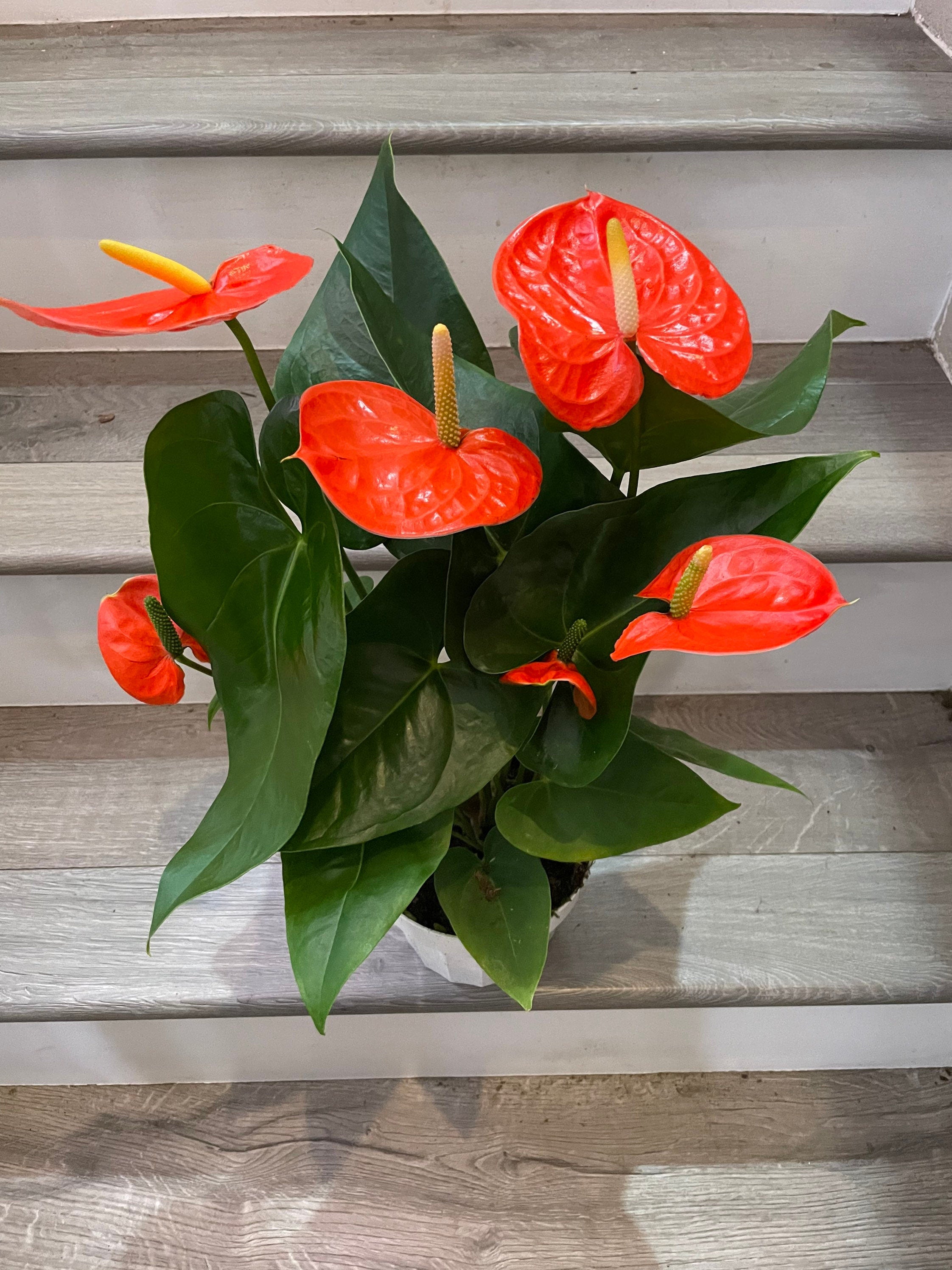 Xtra Large 1.5 ft to 2ft tall -6 inch pot - Neon Orange Anthurium easy care, air purifier-large leaves , large blooms-Anthurium Nebraska