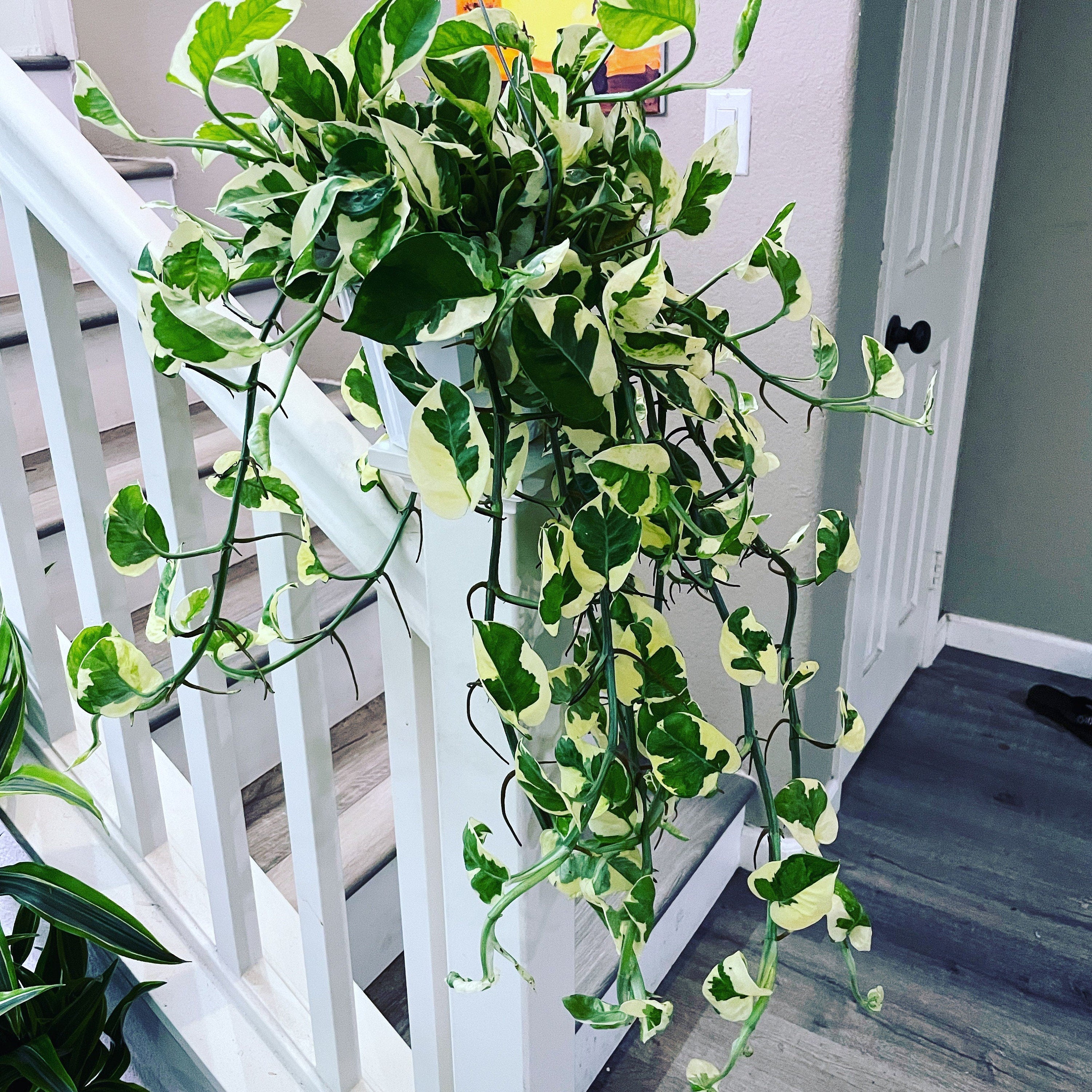 XXL- large trailing size -6 " N Joy Pothos trailing -Plant similar to picture not exact- PLant size can vary depends on availability