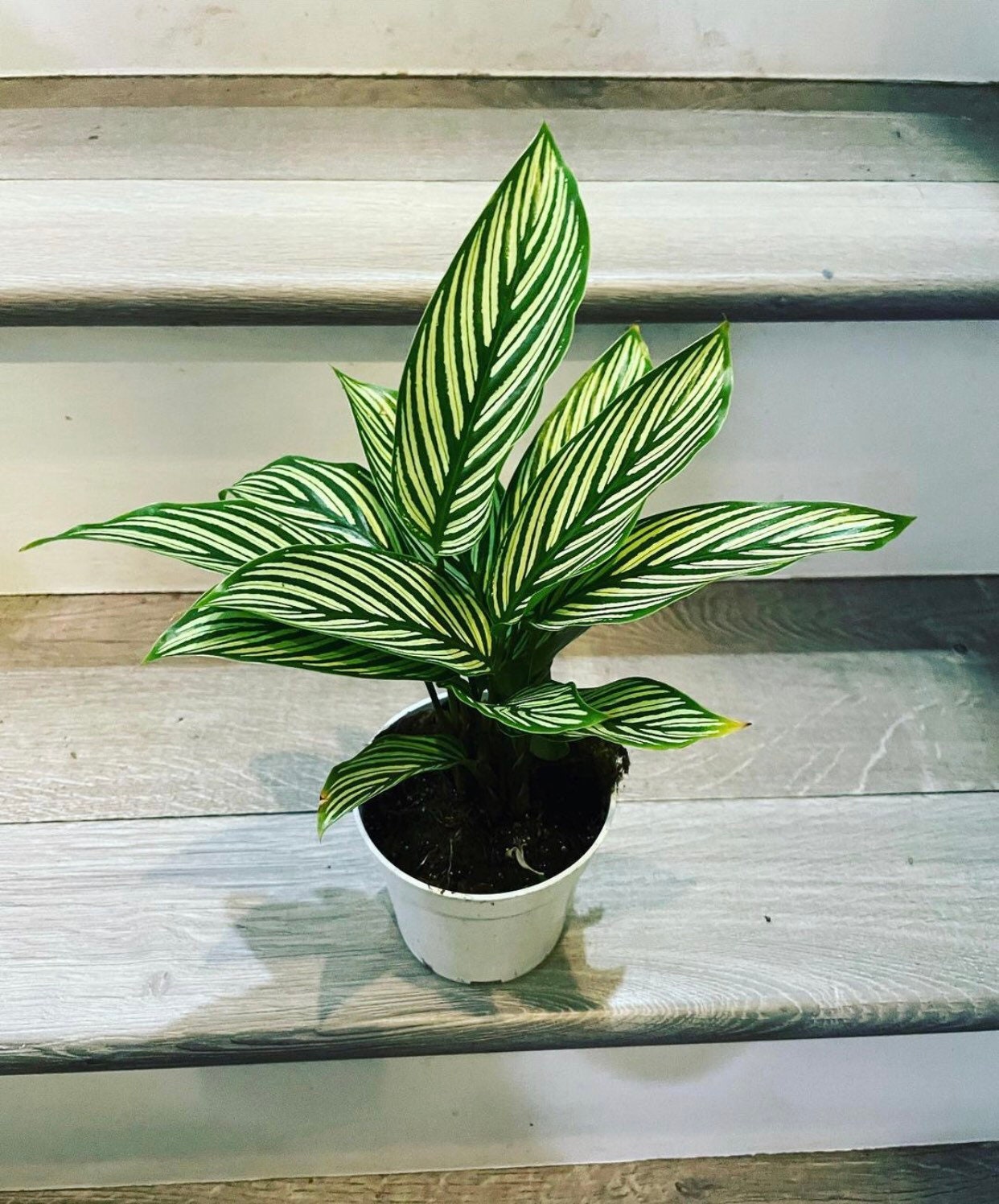 XL - 4" Calathea Vittata , elliptica green peacock -live house plant - air purifying plant-pet friendly