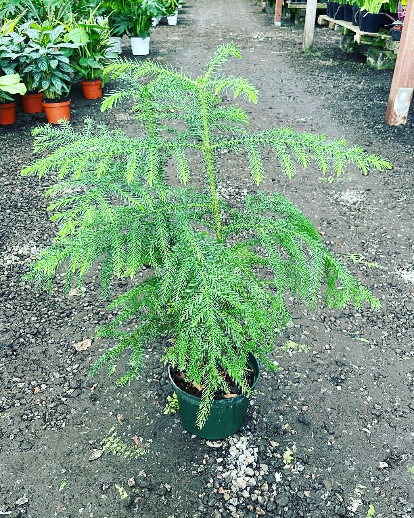 1 ft tall in 6 inches pot live plant -great Christmas tree indoors or outdoors -Norfolk pine