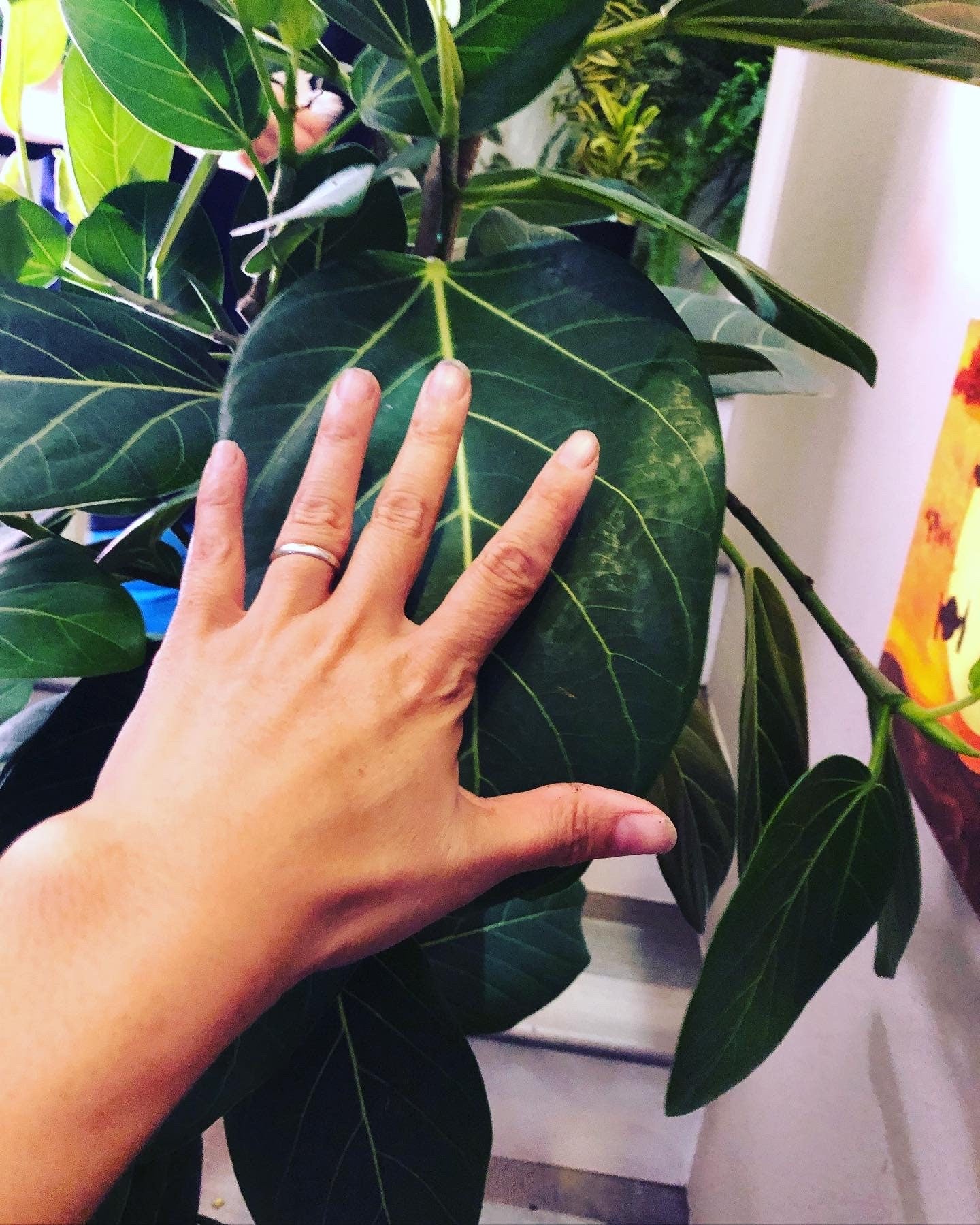 5ft - Ficus Audrey -Free Shipping Ships with out Growers Pot-Hard to find this size