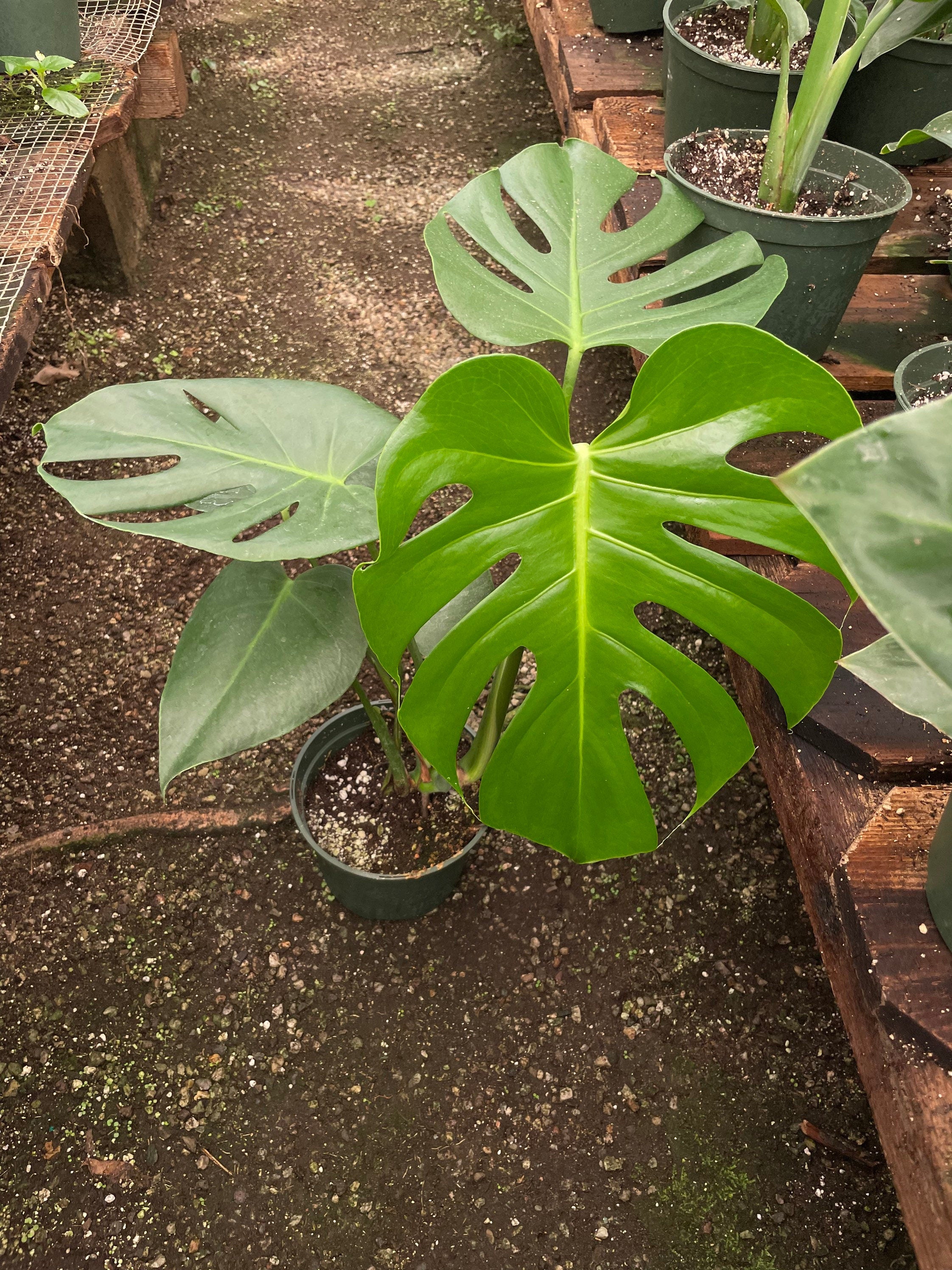 6 inch pot -Giant Monstera Deliciosa -can fruit when mature and is edible -modern plant- east care -air purifier-wood pole not included
