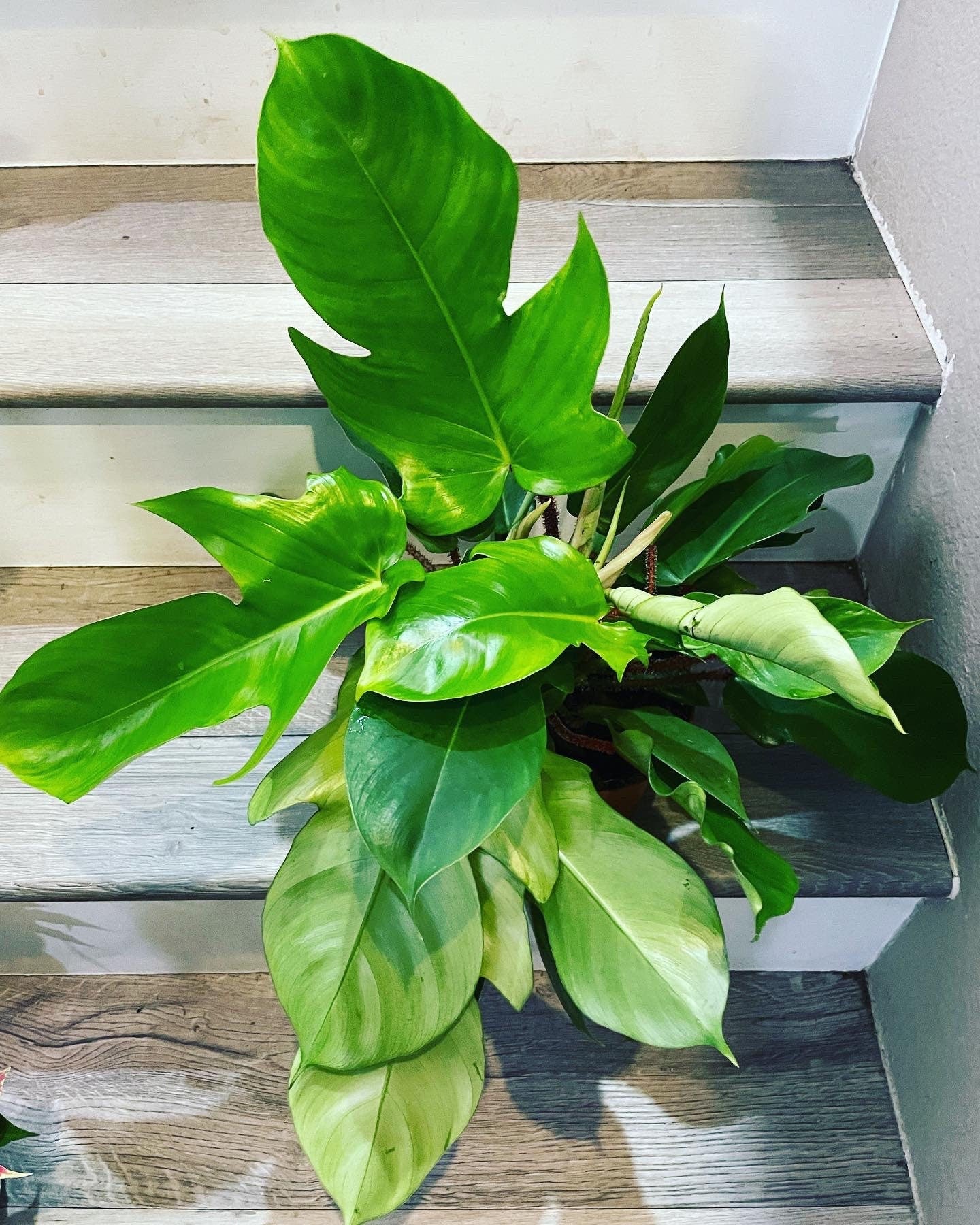 XL -Philodendron squamiferum hard to find this size -large leaves -hairy stems - not exact plant