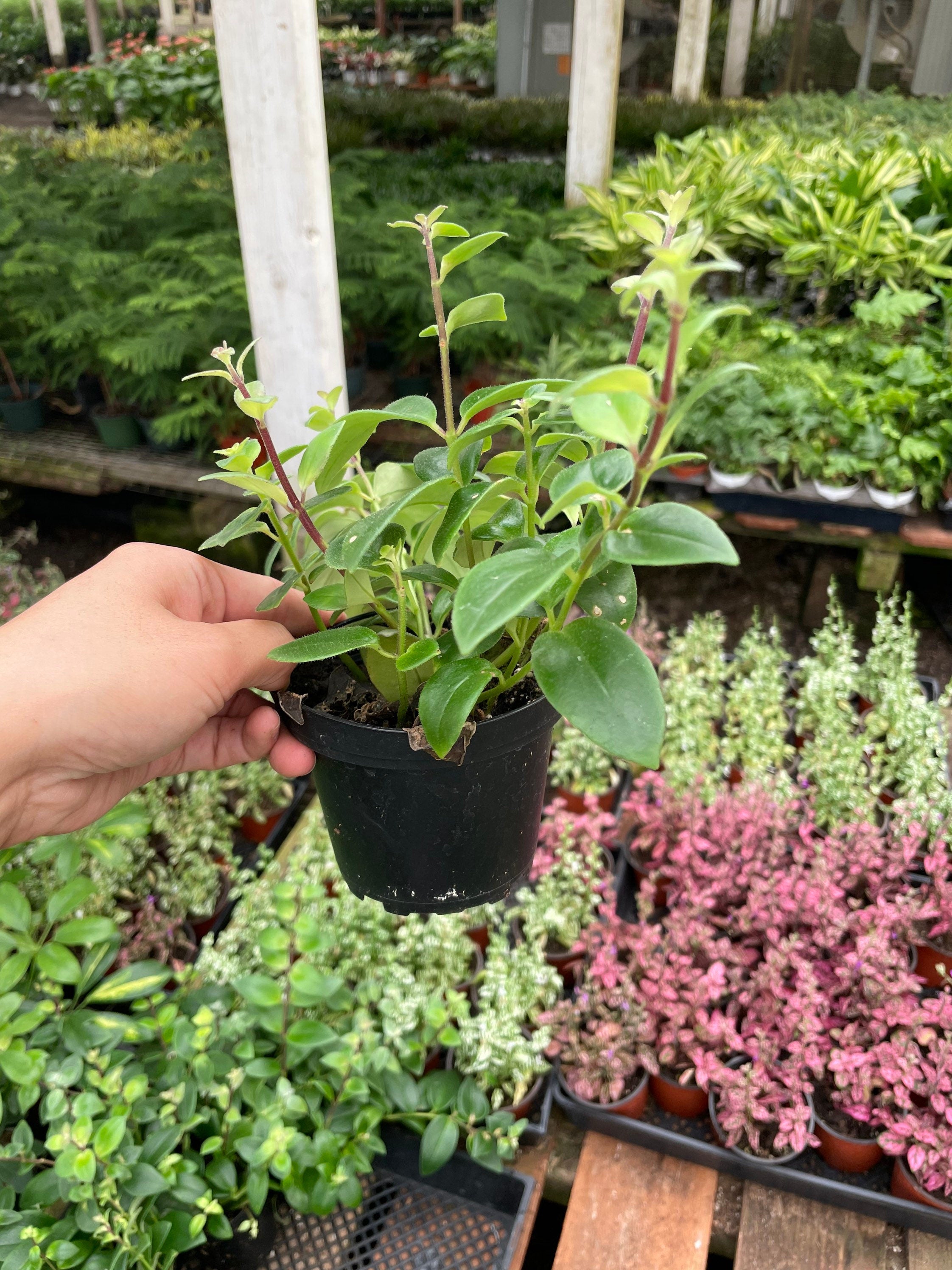Small starter -lipstick plant Mona Lisa -similar to picture not exact plant-Epiphyte