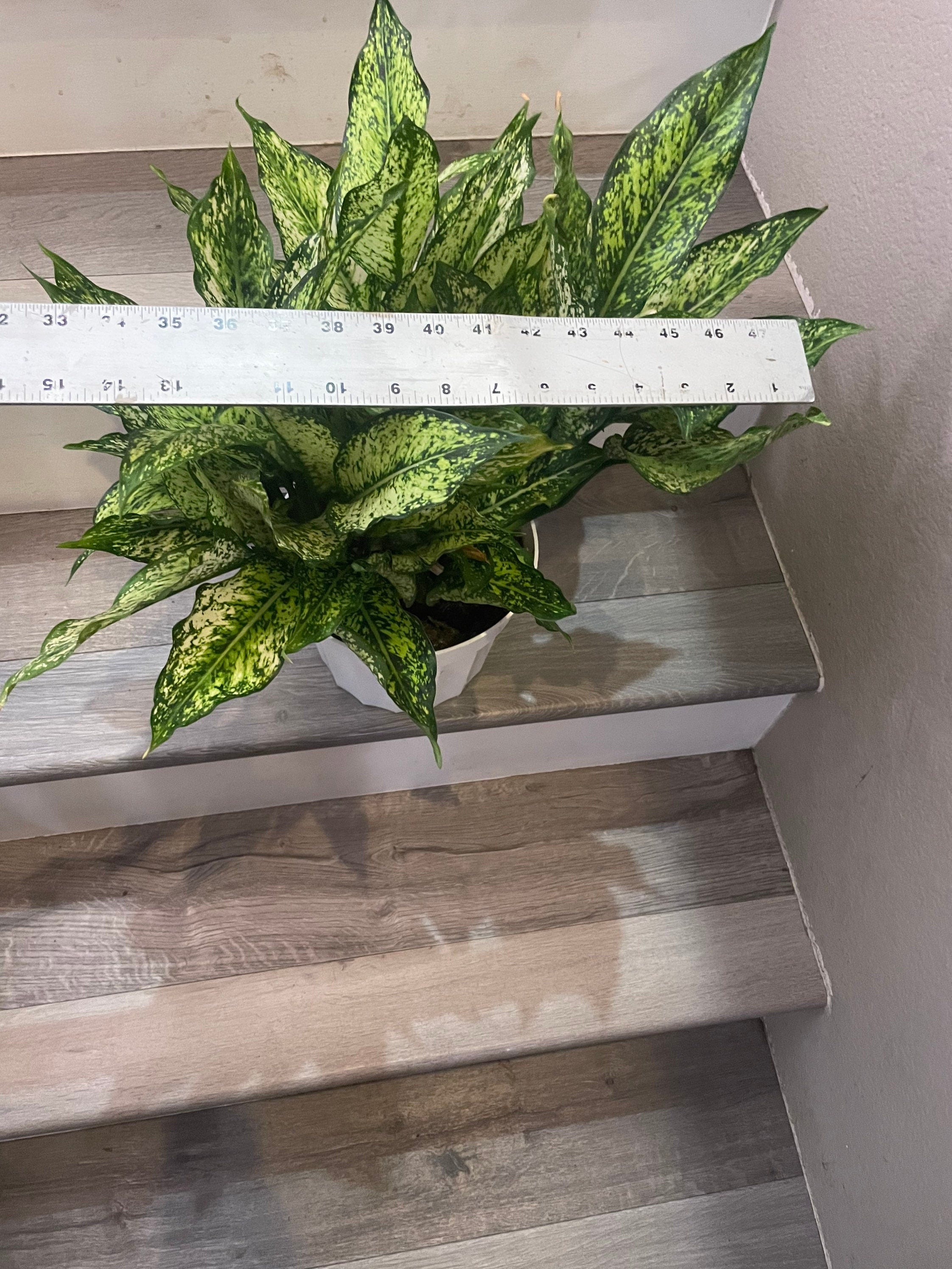 XL-8 inch potted live plant -Chinese Evergreen &