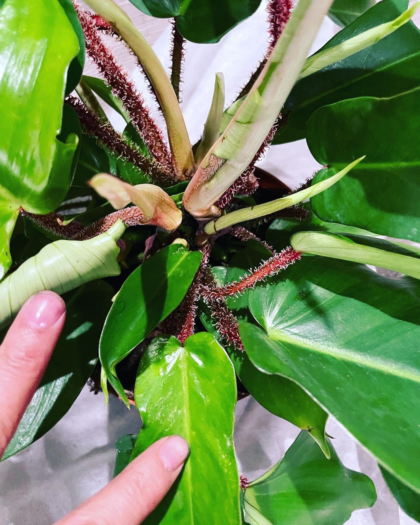 XL -Philodendron squamiferum hard to find this size -large leaves -hairy stems - not exact plant