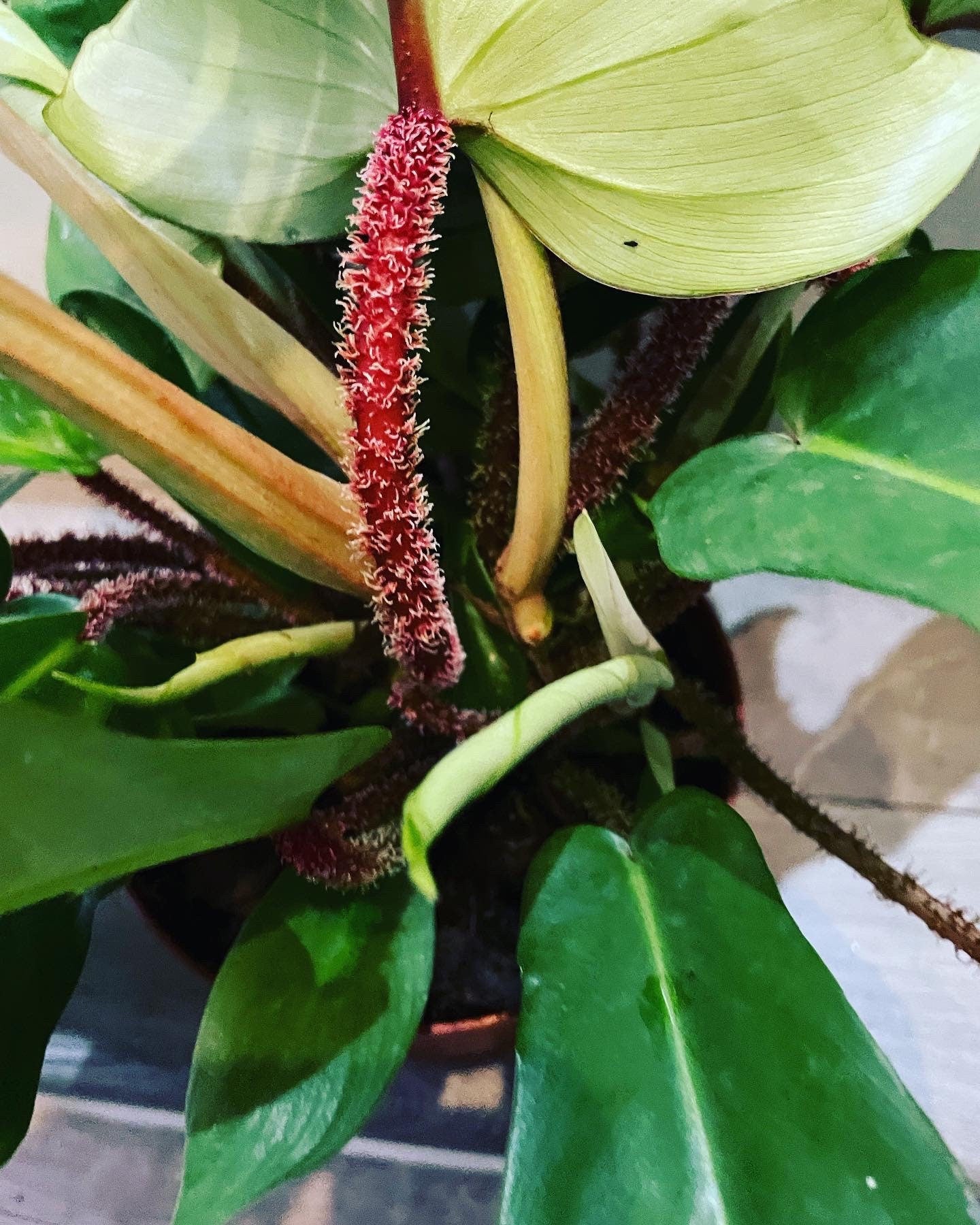 XL -Philodendron squamiferum hard to find this size -large leaves -hairy stems - not exact plant