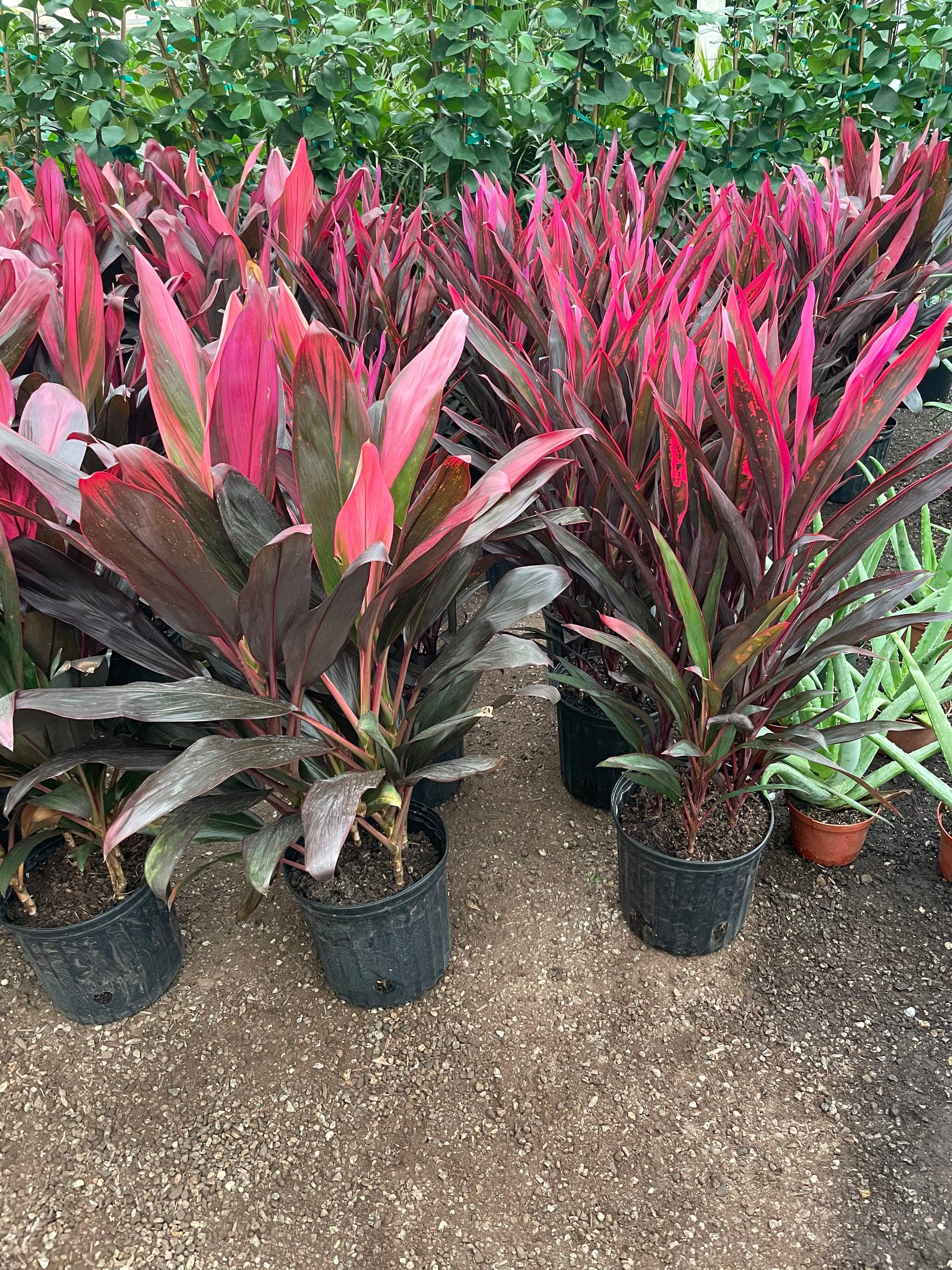 X Large 2-3-ft Cordyline -red sister-wide leaves -similar to picture not exact-5 gallon pot