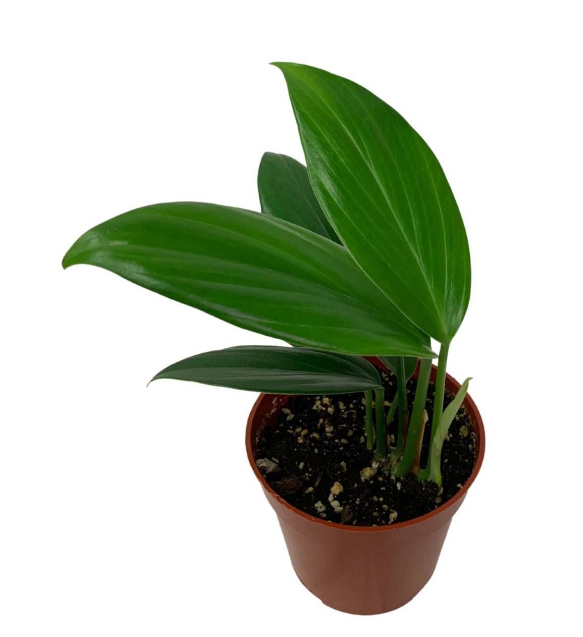 4 inch potted -Monstera Raphidophora Decursiva - Dragon&