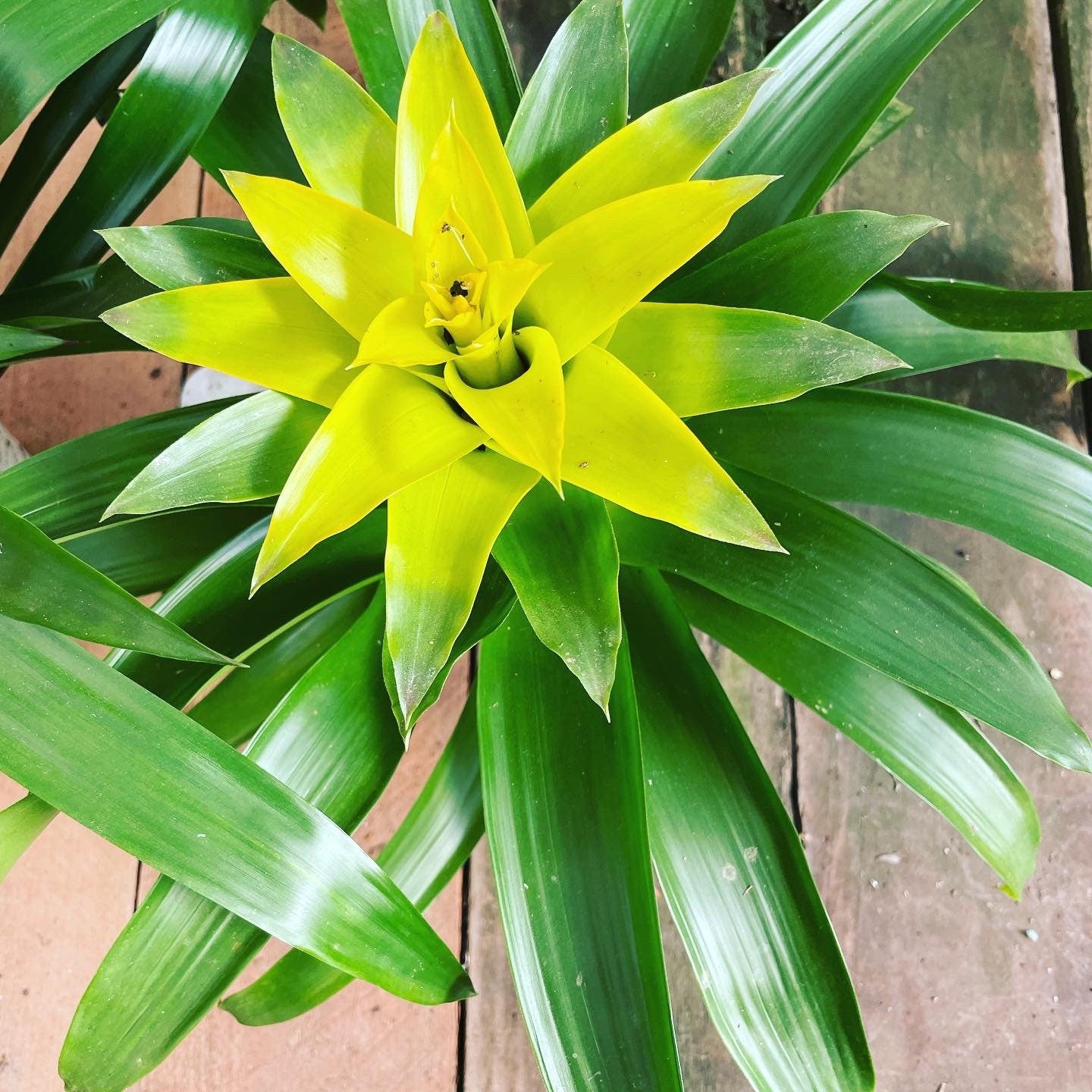 6 inch tall in 4 inch pot -Colorful Bromeliad -easy care keep water in flower cup! Will pup again once bloomed !