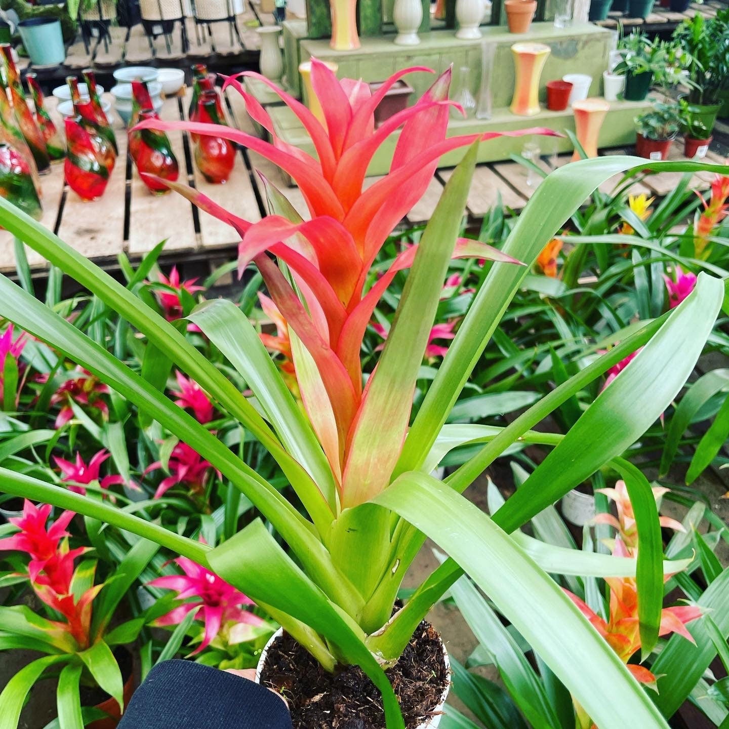 6 inch tall in 4 inch pot -Colorful Bromeliad -easy care keep water in flower cup! Will pup again once bloomed !