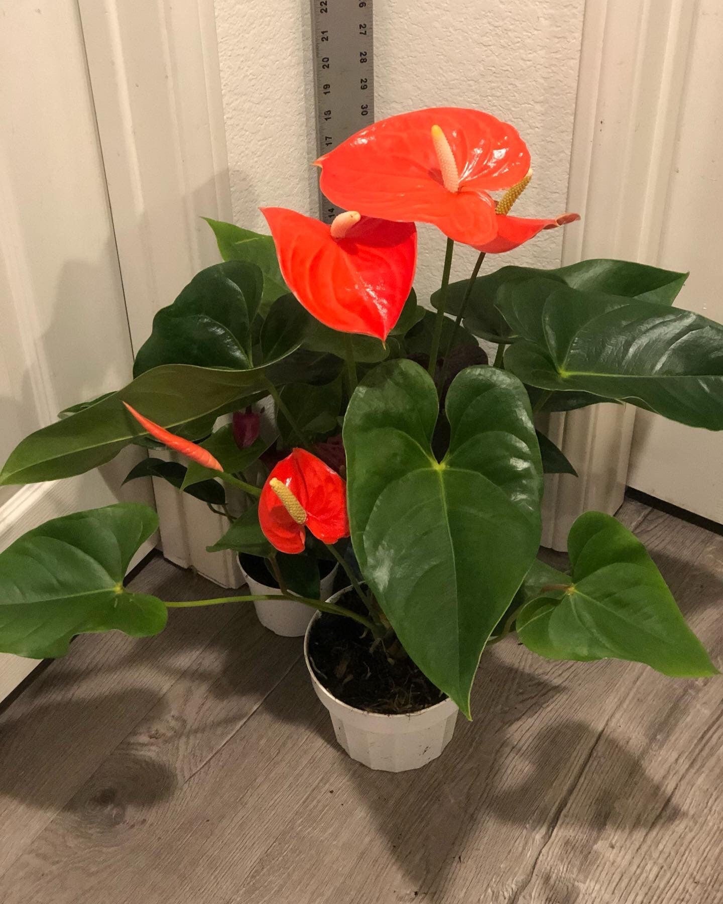 Xtra Large 1.5 ft to 2ft tall -6 inch pot - Neon Orange Anthurium easy care, air purifier-large leaves , large blooms-Anthurium Nebraska