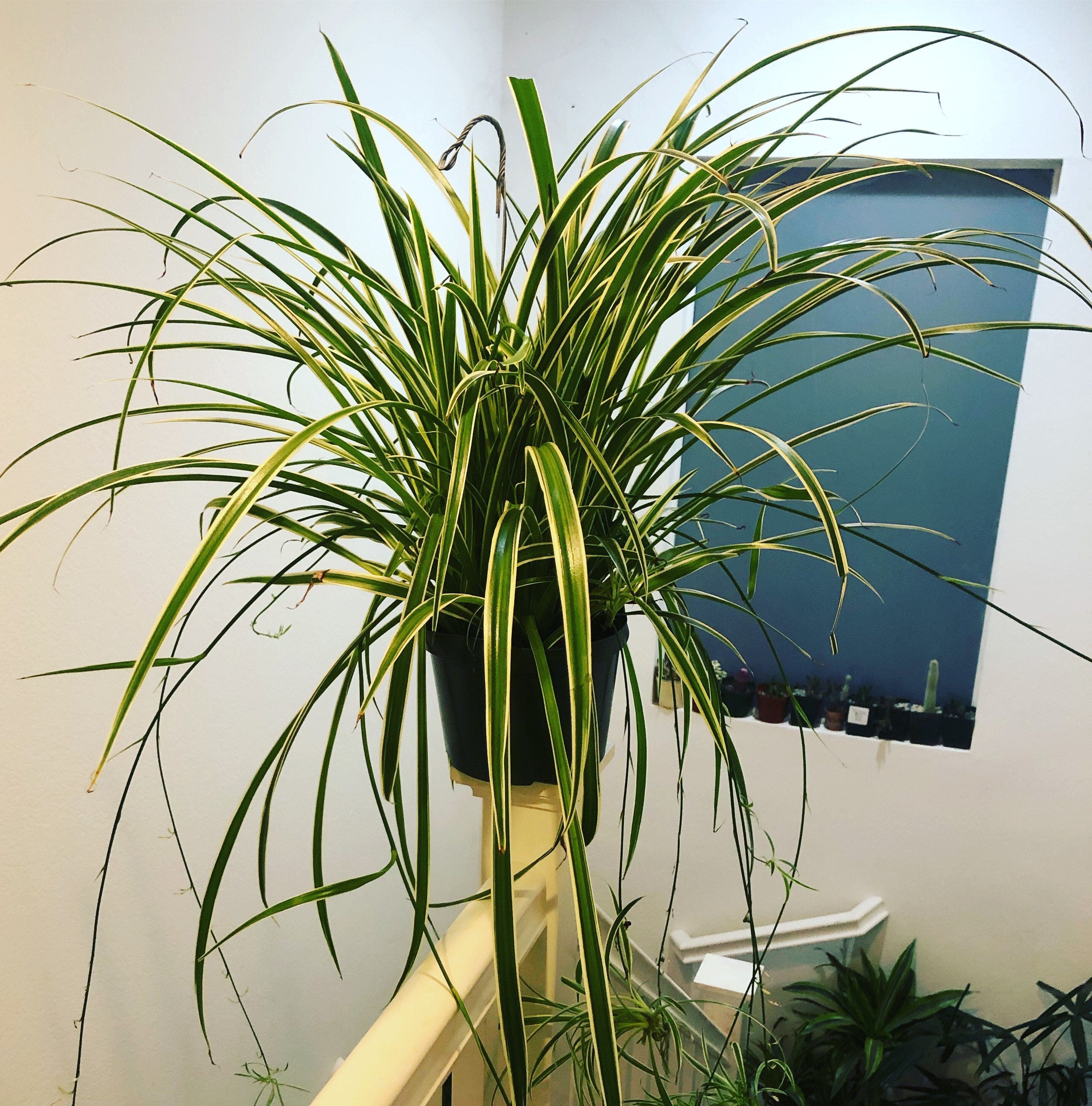 XXL -Live8 inch pot- Chlorophytum Spider, lightly Reverse Variegated! Easy starter plant , air purifier Indoor Plant-not exact plant